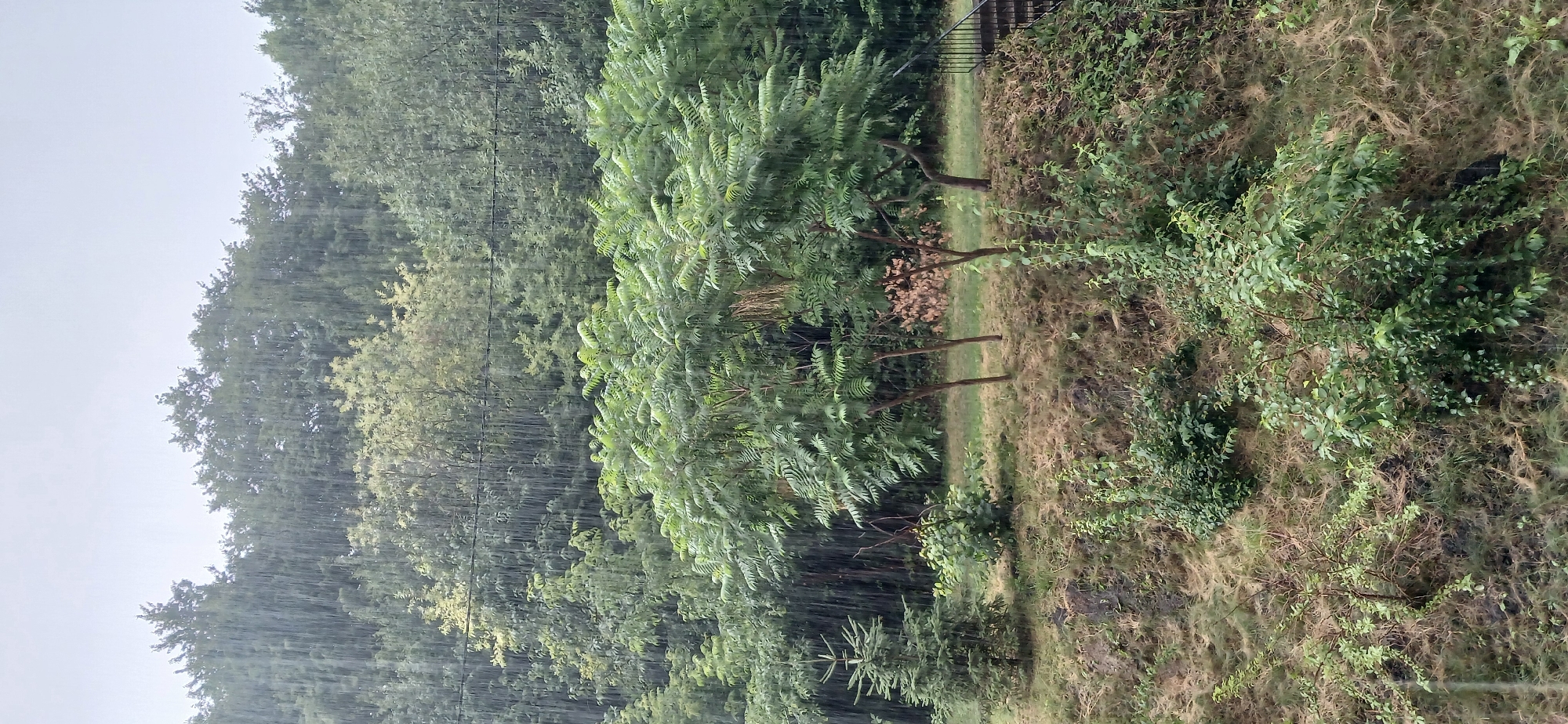 The image depicts a dense, natural landscape under heavy rainfall. A hill slopes upwards, covered with dry, sparse grass and scattered green bushes and trees. The foreground features more lush green vegetation, including a small evergreen tree on the left. Three slender deciduous trees stand prominently in the middle ground, their leaves appearing saturated by the rain. Behind them, a dense forest covers the upper portion of the image, with the rain creating a curtain-like effect as it falls. The sky is overcast and a light gray. The scene is set on the outskirts of the city of Khmelnytskyi, Ukraine, likely in a park or a wooded area adjacent to residential zones. There are no people visible in the image.