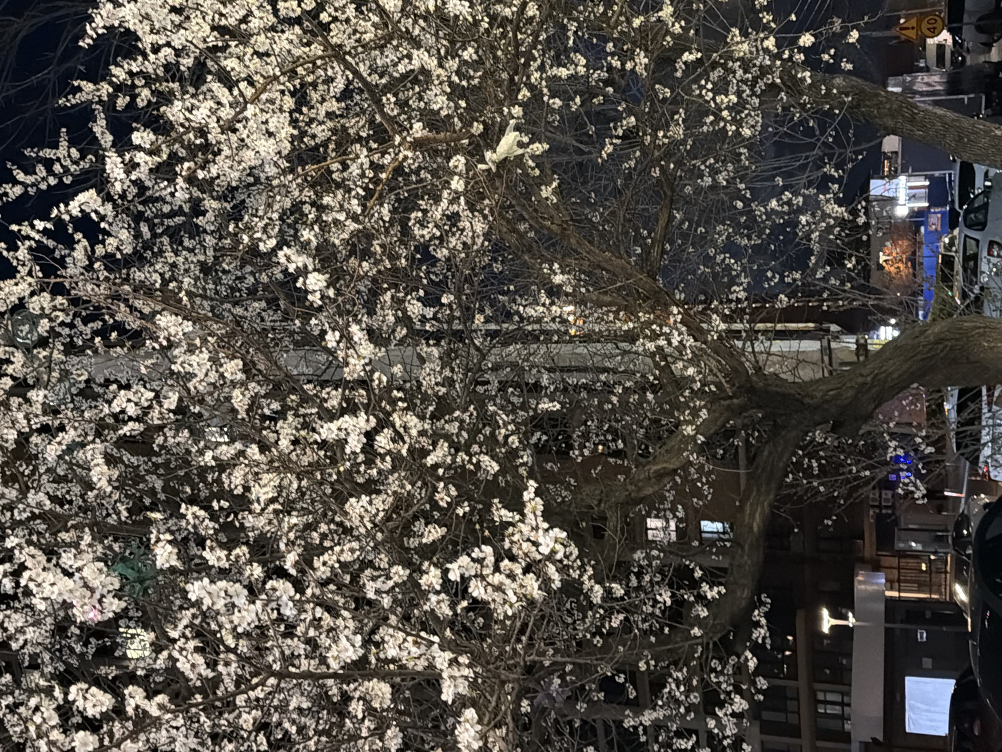 A tree with white blossoms fills the majority of the frame, obscuring a nighttime city street scene. The tree's dark branches are densely covered in blossoms, which appear luminous against the dark sky. Beyond the tree, partially visible buildings line a street, with streetlights and illuminated windows providing faint light. A white car is parked on the right side. A "40" speed limit sign is visible in the upper right corner. The location is likely Rostov-on-Don, Russia.