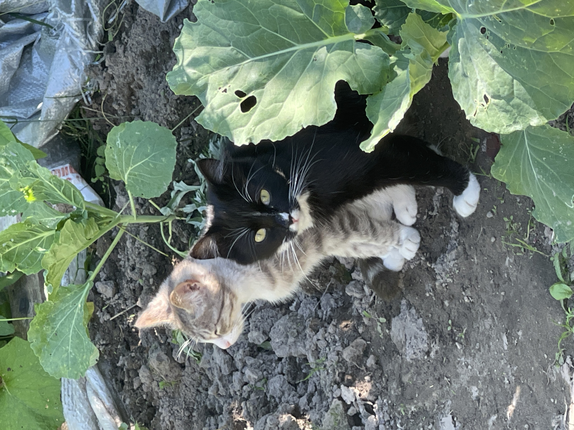 The image depicts two domestic cats in an outdoor, rural setting. One cat is black and white, with striking green eyes and prominent white whiskers. The other cat is a tabby, with grey and brown stripes and lighter fur on its face and chest. The cats appear to be interacting, possibly grooming or cuddling, with their heads close together and their bodies intertwined. They are lying on dark, dry soil, amidst patches of green vegetation, including large, leafy plants that resemble cabbage or kale. A piece of what looks like silver tarp is visible in the upper left corner. The lighting suggests it is daytime, with sunlight casting shadows and illuminating the leaves. The scene appears calm and peaceful, with the cats enjoying a moment of rest or companionship in their natural environment. No visible text is present in the image. The location context is Заречный, Russia.