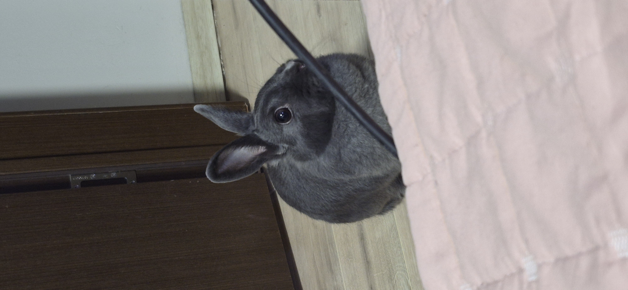 A grey rabbit is lying on a pink quilted blanket. The rabbit is in the foreground, facing to the right. Behind the rabbit is a wooden floor. In the background, there is a dark brown wooden door with a metal lock mechanism visible. The lighting is dim. The image does not provide any information about the city of Ussurijsk, Russia.