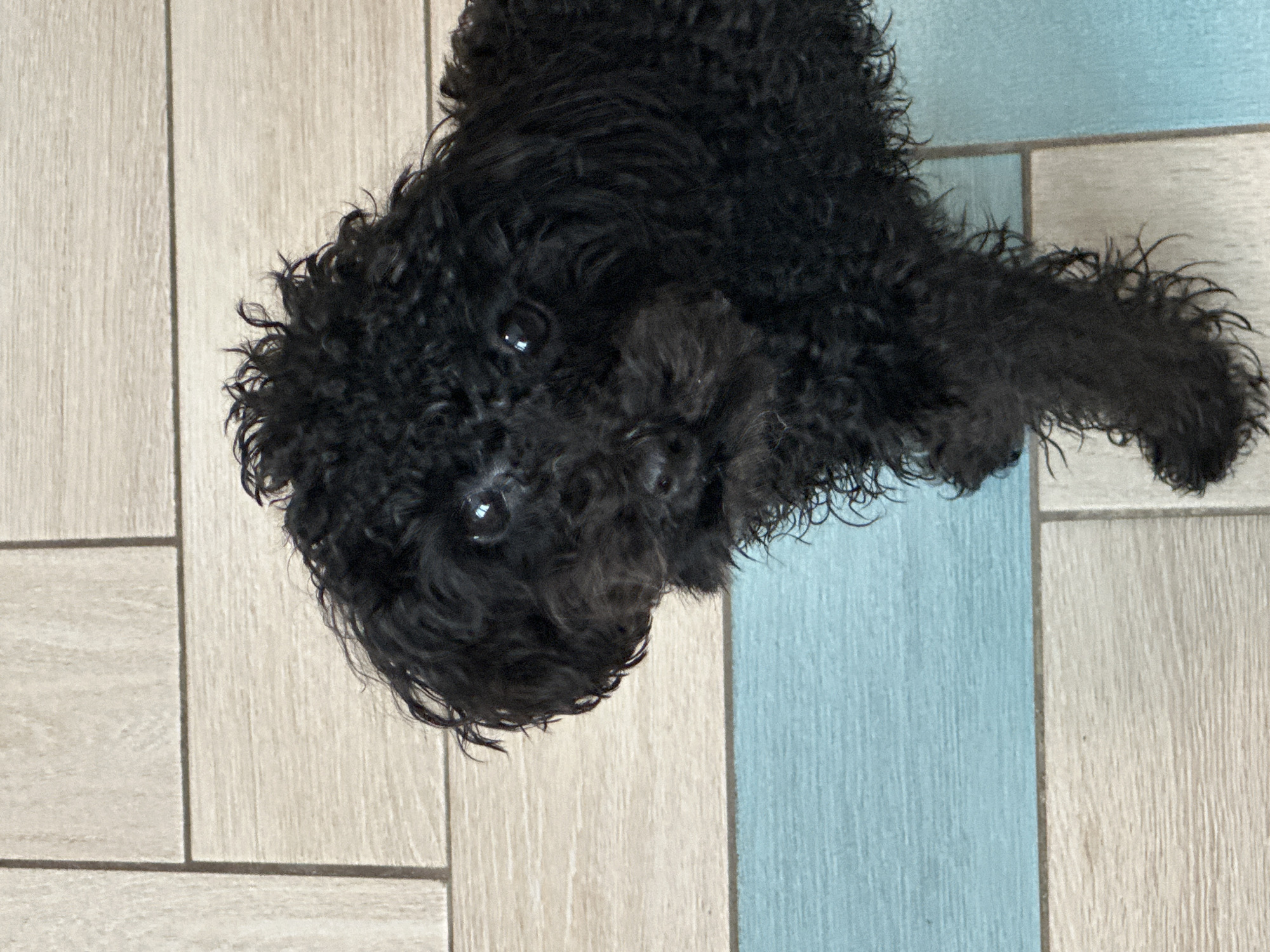 A small, black poodle with a fluffy coat is the primary subject of this close-up, eye-level shot. The dog's head is turned to its left, with its dark eyes looking directly at the viewer. Its fur is somewhat disheveled, with individual curls visible. The background is composed of horizontal planks, some light wood-colored and others a pale blue. These planks suggest an indoor setting, possibly a floor or wall. The image is well-lit, allowing for clear detail of the dog's features and the textures of the background. There is no discernible indication of the city of Zhukovsky, Russia, within the visual elements of the image.