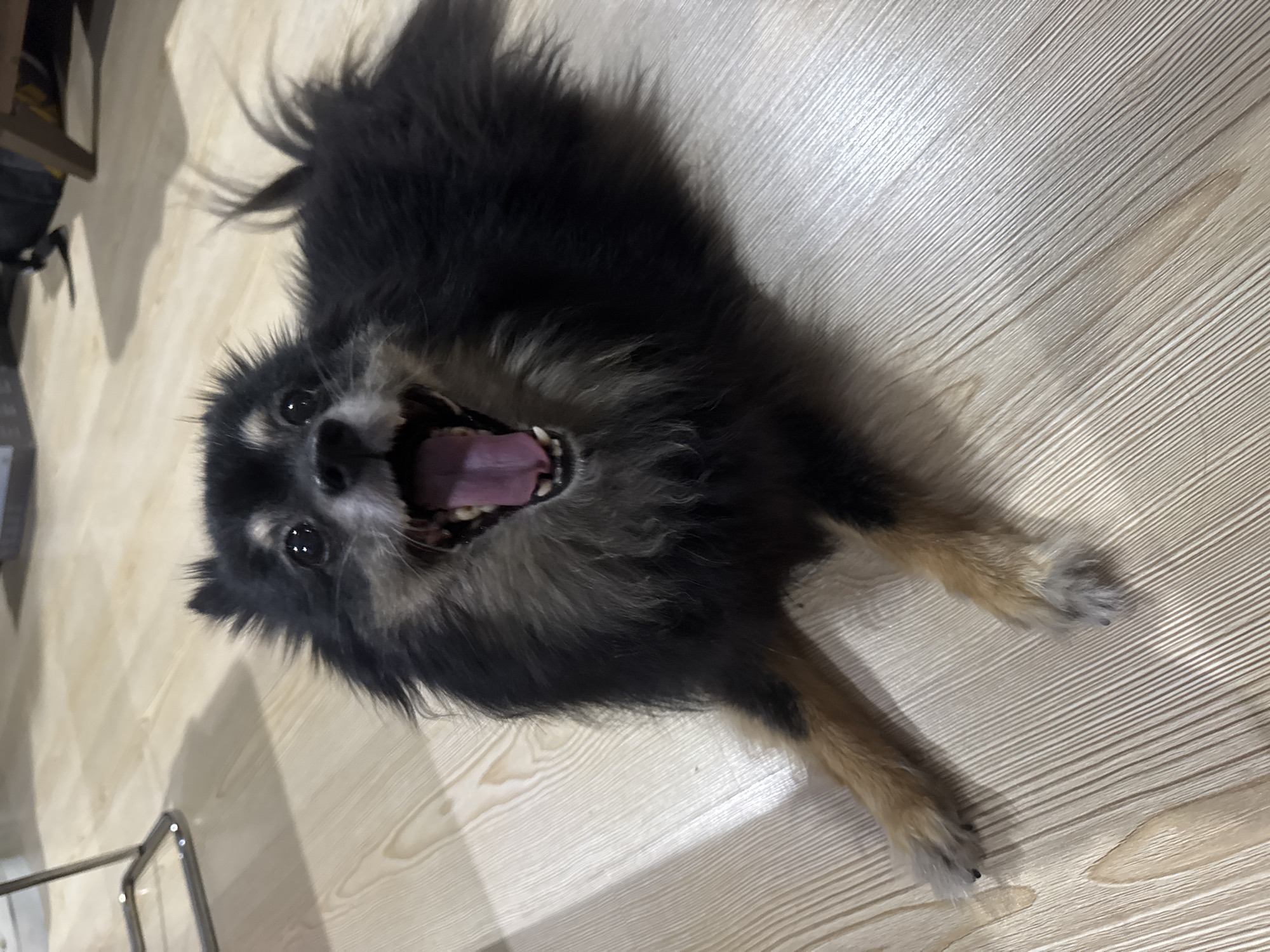 A black and tan Pomeranian dog is lying on a light-colored wooden floor, facing the camera with its mouth open in a yawn. The dog's fur is thick and fluffy, with lighter tan markings on its legs and face. The background shows a floor and a glimpse of furniture. The scene is indoors, likely a residential setting. The image does not provide information about the city of Gölbaşı, Turkey.