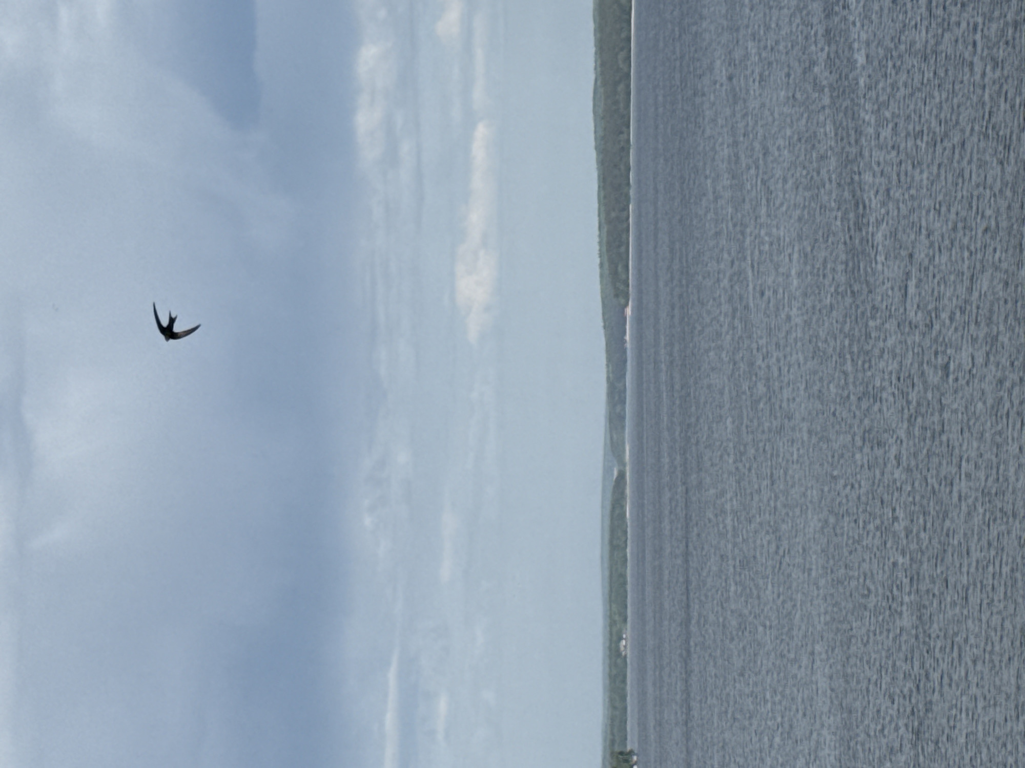 The image shows a body of water adjacent to a line of trees. In the sky to the left of the water is a single bird in flight. This scene could plausibly be located in Votkinsk, Russia, which is situated on a large reservoir.
