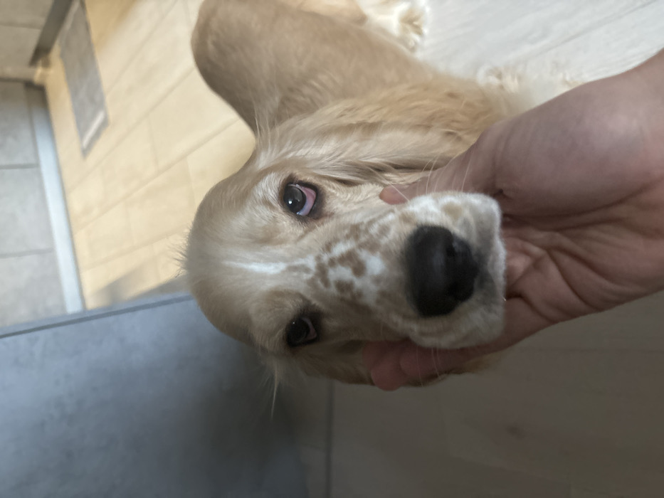 The image displays a close-up of a light-colored dog, likely a Cocker Spaniel, with cream and white fur. The dog exhibits light brown freckle-like spots on its snout and a prominent white stripe extending from its forehead down its nose. Its eyes are dark, with visible redness in the lower eyelids. A human hand, positioned from the lower right of the frame, is gently cupping the dog's chin and lower jaw. The dog is looking directly forward, towards the camera. The background indicates an indoor setting featuring a light-colored tiled floor, a narrow darker mat or rug in the distance, and light-colored wall tiles above a baseboard. A solid gray vertical surface is visible to the upper left. No specific details within the image can identify its location as Saint Petersburg, Russia, or any other particular city.