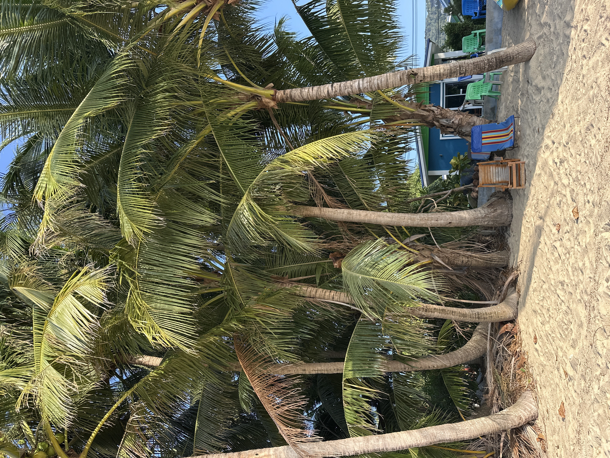 This is a medium shot, eye-level, natural light photograph of a sandy beach on Ko Samui, Thailand. In the foreground, a textured sandy beach with scattered leaves occupies the lower portion of the frame. Behind the sand, a cluster of mature palm trees with dense green fronds dominates the scene, their rough barked trunks leaning at various angles. Between the trees, a small, brightly colored blue and green building with white trim and windows is visible. In front of the building, several beach chairs are placed on the sand: a wooden Adirondack-style chair, a striped fabric lounge chair, and several plastic chairs in green and blue. The sky is clear and blue.