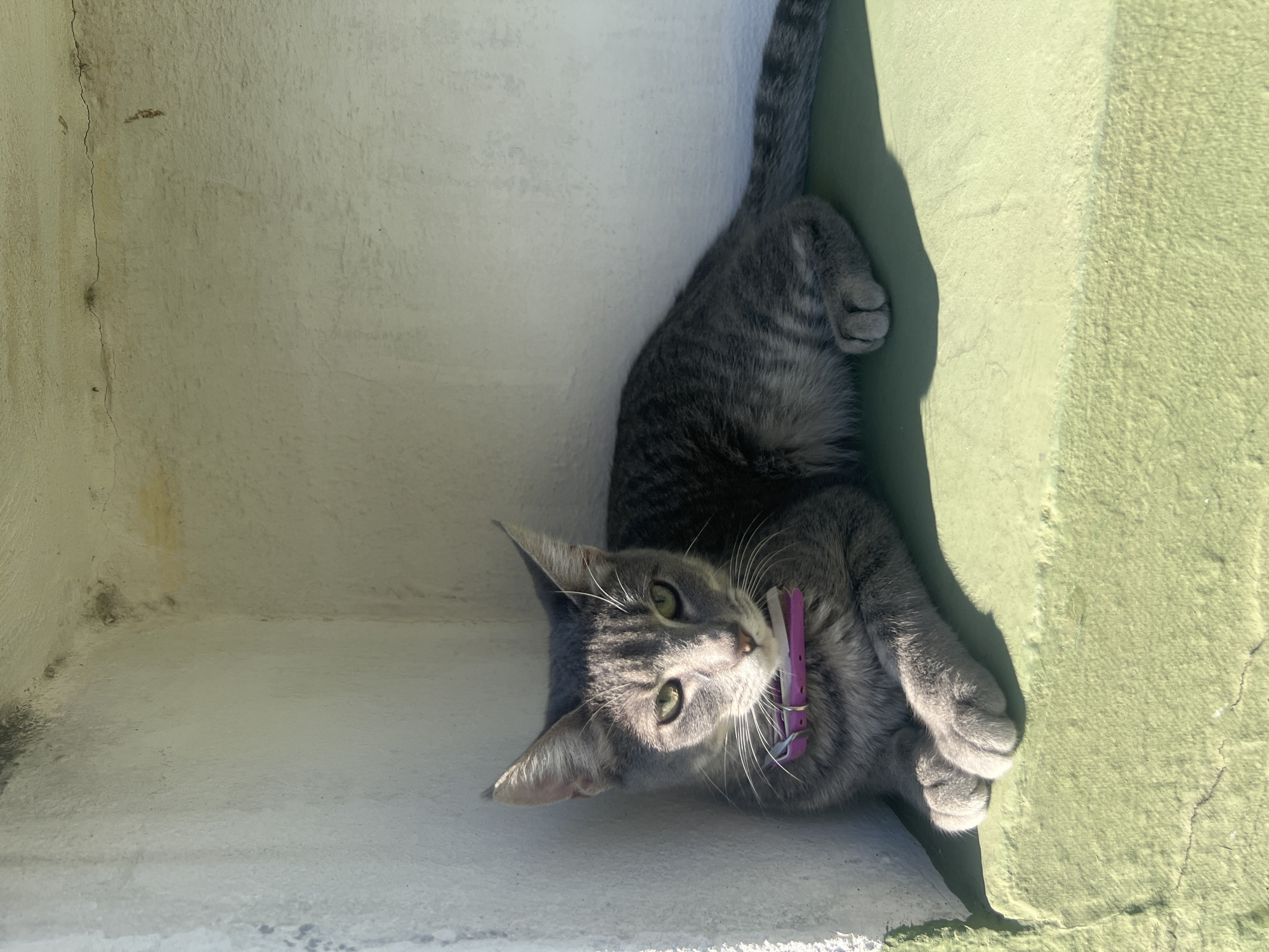 A gray tabby cat with green eyes and a pink collar is depicted lying down on its side within a recessed corner or niche formed by two walls. The cat's head is tilted upwards, looking directly at the viewer, with its front paws curled beneath its chin. Its tail is extended upwards along the right wall.
The lighting indicates a bright, sunny day, casting strong highlights on the cat's fur and creating distinct shadows, particularly on its face and body. The wall beneath the cat's head and extending to the left is an off-white or light cream color, displaying visible cracks and some discoloration, suggesting an aged or weathered surface. The wall to the cat's right is a light, somewhat faded green, also exhibiting texture and minor cracks. The textures of the walls appear to be stucco or concrete.
The scene suggests an outdoor or semi-outdoor setting, with the general appearance of the walls fitting a residential or urban environment. No text is visible in the image. The cat appears calm and relaxed, seemingly enjoying the sunlight in this corner, possibly in Buenos Aires.