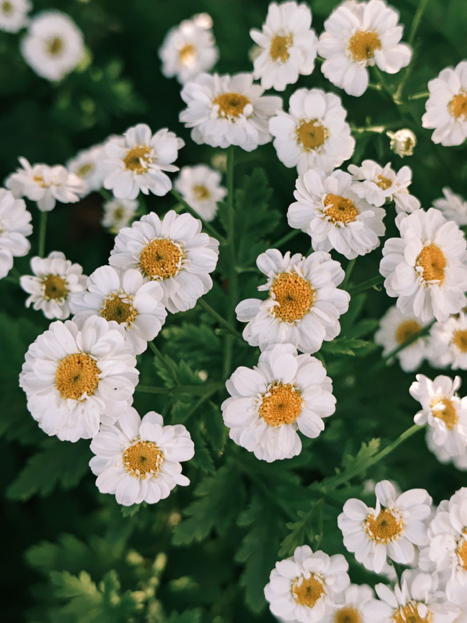 This media file is a close-up, top-down view of a cluster of white daisy-like flowers with yellow centers, set against a dark green, blurred background of foliage. The flowers are the primary subjects, with many of them in sharp focus, revealing the delicate texture of their white petals and the intricate, textured pattern of their yellow centers. Some flowers are fully open, while others are slightly closed or in bud. The arrangement suggests a natural growth of flowers in a garden or meadow.
The lighting appears to be soft and diffused, possibly indicating an overcast day or a shaded area. There are no people or animals visible in the frame, and no specific activity or event is taking place beyond the natural state of the flowers. The overall mood is serene and naturalistic, highlighting the beauty of the flora. The setting is likely outdoors, given the presence of plants and the natural lighting. Location cues are absent, but the context provided states the location is Parkhomivka, Ukraine. There is no visible text within the image.