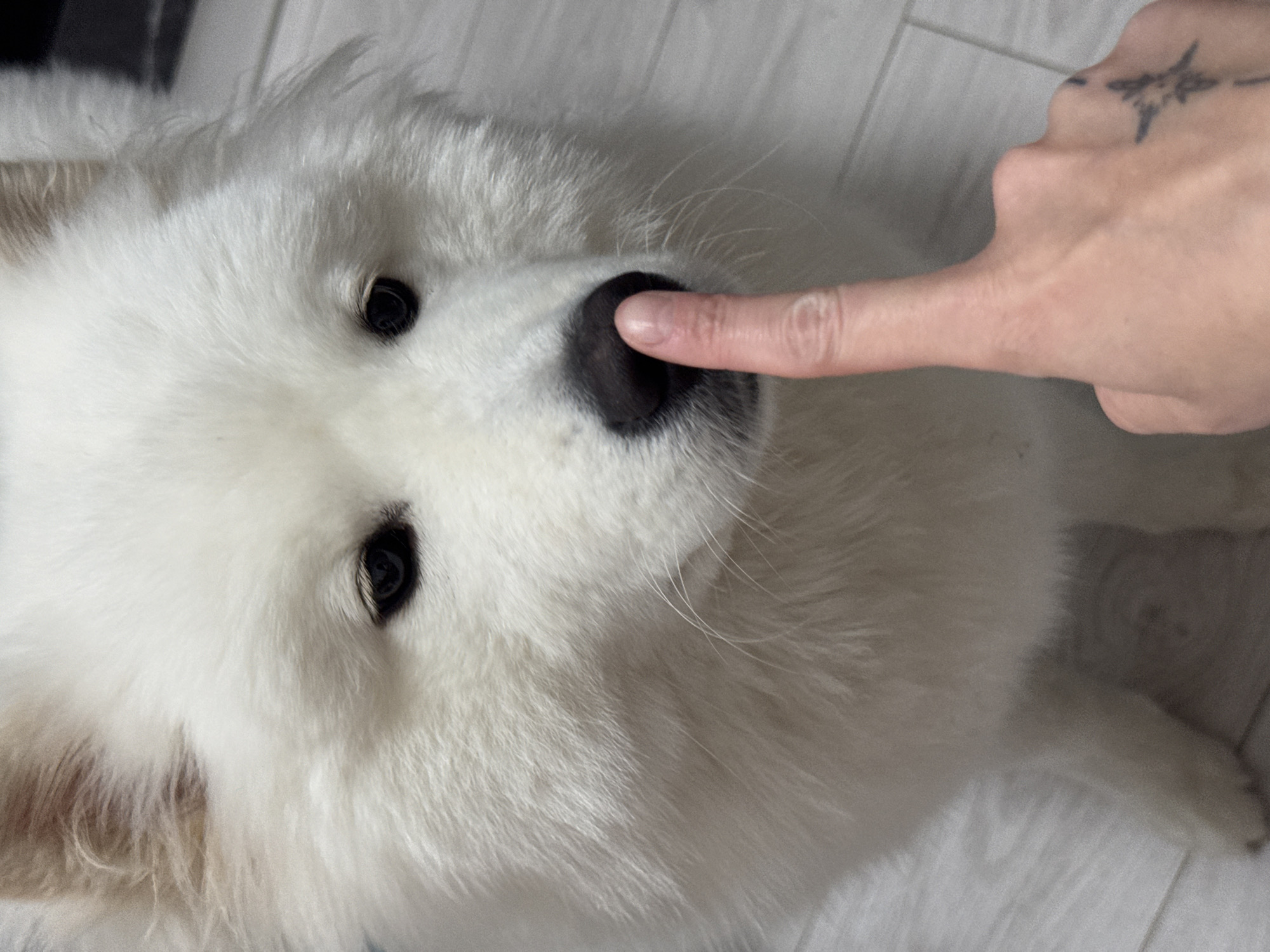 A close-up shot shows a white Samoyed dog with its nose being touched by a human finger. The dog's fur is fluffy and white, and its eyes are dark and expressive. The human finger is pale and has a faint tattoo on the back of the hand. The background consists of a light-colored floor, possibly laminate or wood, with visible planks. The lighting appears to be artificial, creating a slightly soft focus effect. The image was taken indoors, in a domestic setting. There is no visible indication of the city of Chaikovsky, Russia, within the image itself.