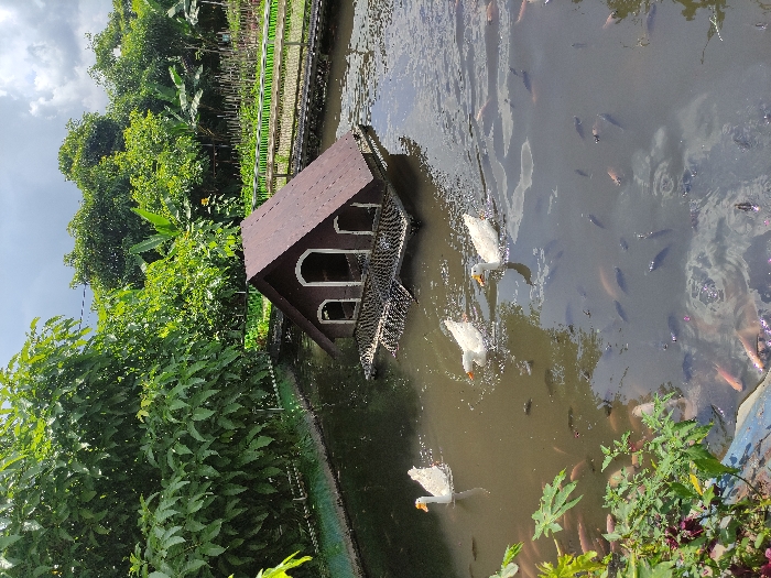 The image shows a small pond with three white ducks swimming. In the center of the pond is a small wooden duck house with a white roof. The pond is surrounded by green foliage. There is a wooden walkway on the left side of the pond. The scene is set in Kecamatan Pujon, Indonesia, at the coordinates -7.855 latitude and 112.455 longitude. The water appears murky and contains multiple fish. The scene is peaceful and tranquil, suggesting a rural or suburban setting. The foliage and the wooden walkways are well-maintained, suggesting a conscious effort to create a pleasant environment. The ducks are swimming calmly, suggesting a relaxed and serene atmosphere.