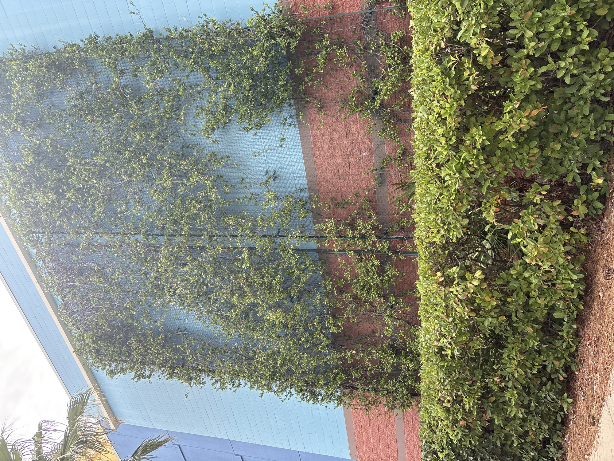 This image depicts a wall of a building with a vine-covered trellised section in Panama City Beach, Florida, United States of America. The building's exterior is painted in sections of blue and reddish-brown brick. The blue section is towards the top, and the reddish-brown brick section is below it. A green mesh trellis is attached to the wall, and a green vine with numerous small leaves is growing up and across it. In the foreground, there is a dense, manicured green hedge. The ground in front of the hedge is covered with pine needles. The sky is visible at the top of the image, suggesting it is daytime. A palm frond is visible on the left side of the frame.
