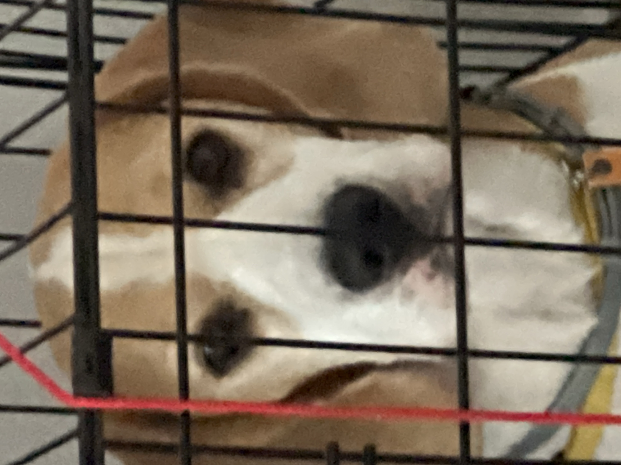 The image shows a close-up view of a dog's face seen through the bars of a cage. The dog appears to be a beagle with brown, white, and black markings. Its eyes are dark and looking directly at the camera. A red string or ribbon hangs down on the left side of the cage. The background is blurred and indistinct. The image was taken in Budva, Montenegro, though no specific location within the city is identifiable.