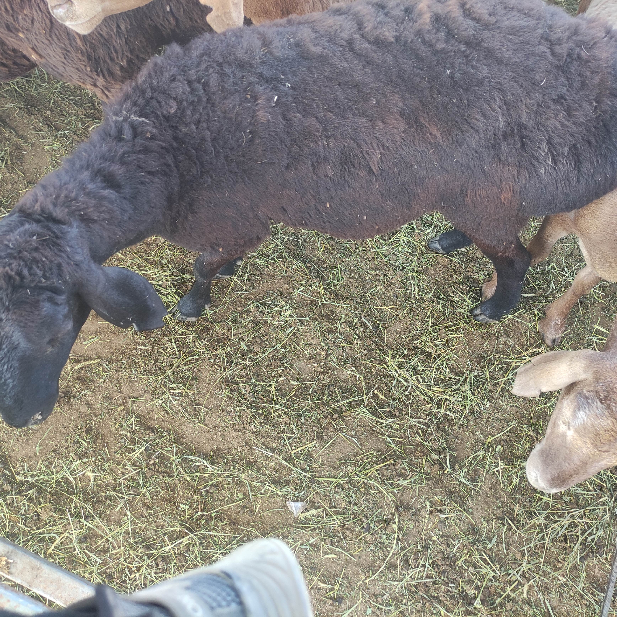A dark brown sheep with black legs and ears stands in a pen with a dirt floor covered in hay. Another lighter brown sheep is partially visible to the right, with its head down. A person's foot wearing a sneaker is visible in the lower left corner of the image. The scene appears to be outdoors in a rural area, possibly a farm or livestock enclosure. The image does not provide enough information to determine the specific location in the city of Kara-Bulak, Kyrgyzstan.