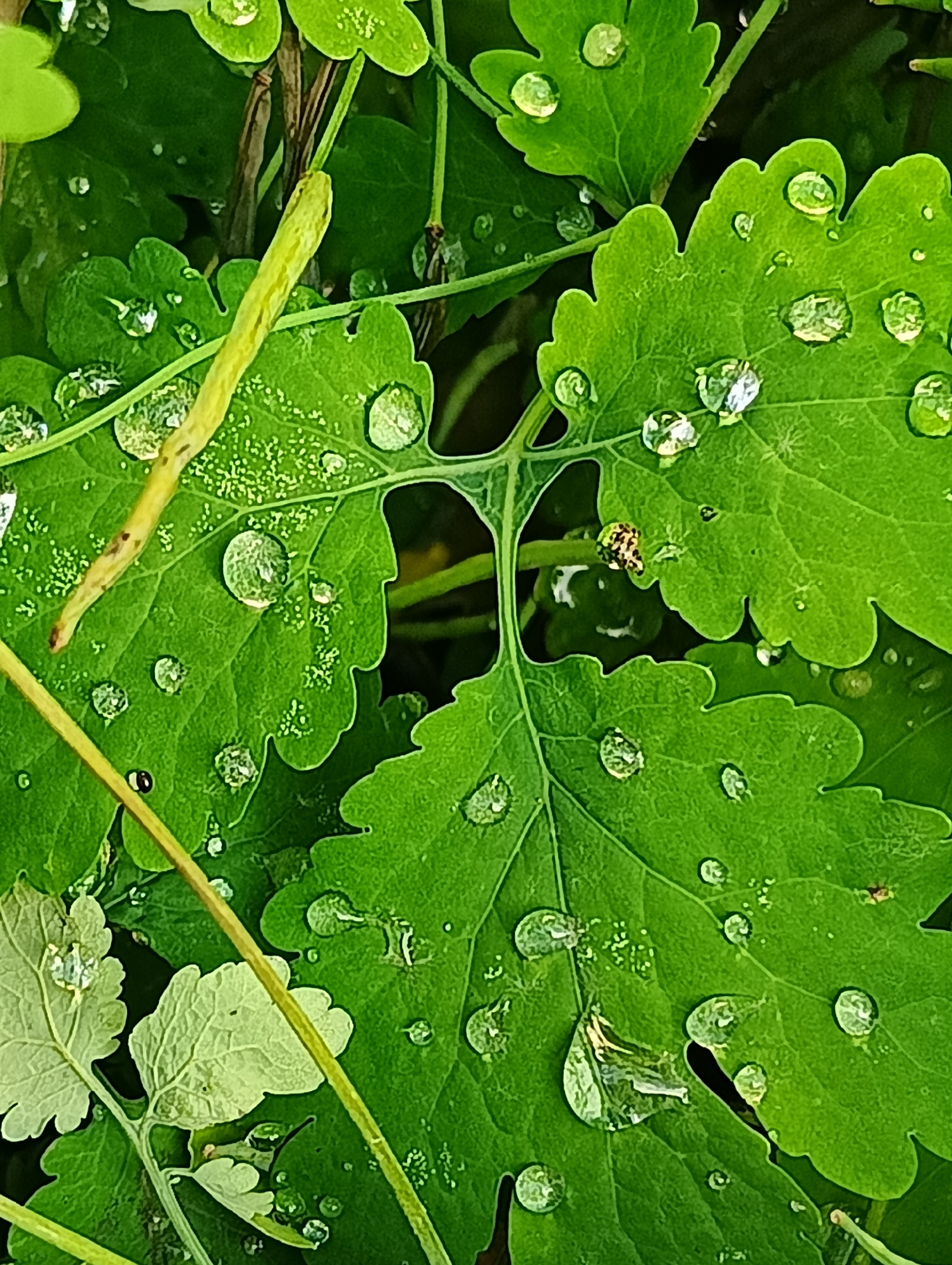 A close-up view captures vibrant green foliage adorned with numerous water droplets, observed in the city of Biliaivka, Ukraine. The dominant subjects are several large, deeply lobed, ovate-shaped leaves exhibiting a bright emerald green hue. Their surfaces are textured, with prominent veins visible and scattered small, light green patterns, particularly on the central leaf. Approximately fifty spherical water droplets of various sizes, ranging from tiny specks to larger drops roughly 5-10 millimeters in diameter, are distributed across the leaf surfaces. These droplets are clear and reflective, mirroring ambient light and creating luminous highlights. A long, slender, yellowish-green stem or seed pod traverses the image diagonally from the upper-left toward the lower-right. Another lighter green stem, possibly part of the same plant or a different one, is visible in the lower-left foreground, partially obscuring smaller, paler green leaves. A minute, mottled dark brown and light brown object, possibly a small insect or a piece of debris, rests on a leaf just to the right of the image center. The background is dark and out of focus, suggesting deeper shadows or dense underlying vegetation. No human presence is depicted. The scene conveys a serene, natural environment, likely after rain or due to heavy dew.