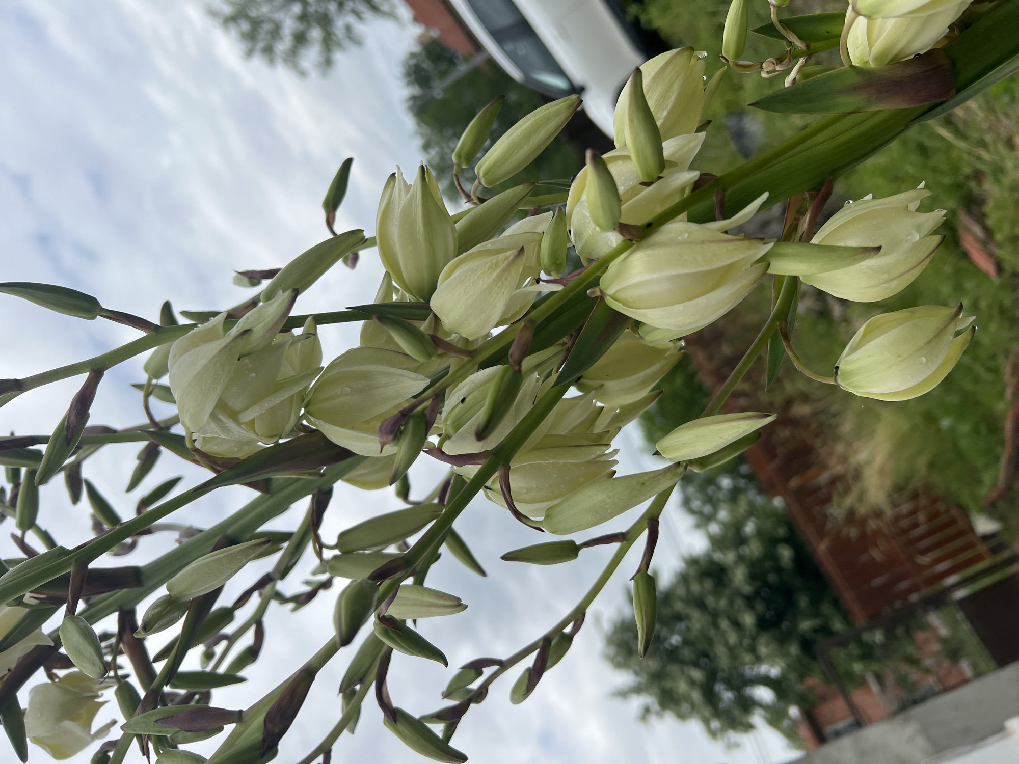 The image presents a vibrant close-up of a flowering plant, likely a Yucca, featuring numerous bell-shaped blossoms and buds against an overcast sky. The plant's main stalk, from which smaller stems branch, is laden with light yellow to off-white flowers and green buds in various stages of development. Many buds are elongated and pointed, while some flowers are partially open, displaying their creamy petals.
Small, clear water droplets are visible on the surface of the petals and buds, suggesting recent rain or morning dew. The dominant colors in the foreground are the pale yellow-green of the flowers and the darker green of the stems and leaves, with hints of reddish-brown on some flower bases.
The background is softly blurred, providing context without diverting attention from the plant. A bright, cloudy sky dominates the upper portion, indicating daytime conditions with diffused light. Below the sky, indistinct shapes of green foliage and trees are visible. In the upper-right background, a white vehicle and parts of a building or structure can be vaguely discerned.
The photograph is taken from a low angle, looking upwards through the flowers towards the sky. No specific activity or event is taking place, and there is no visible text. The overall scene conveys a fresh, serene outdoor moment, consistent with the location context of Medkovets, Bulgaria.