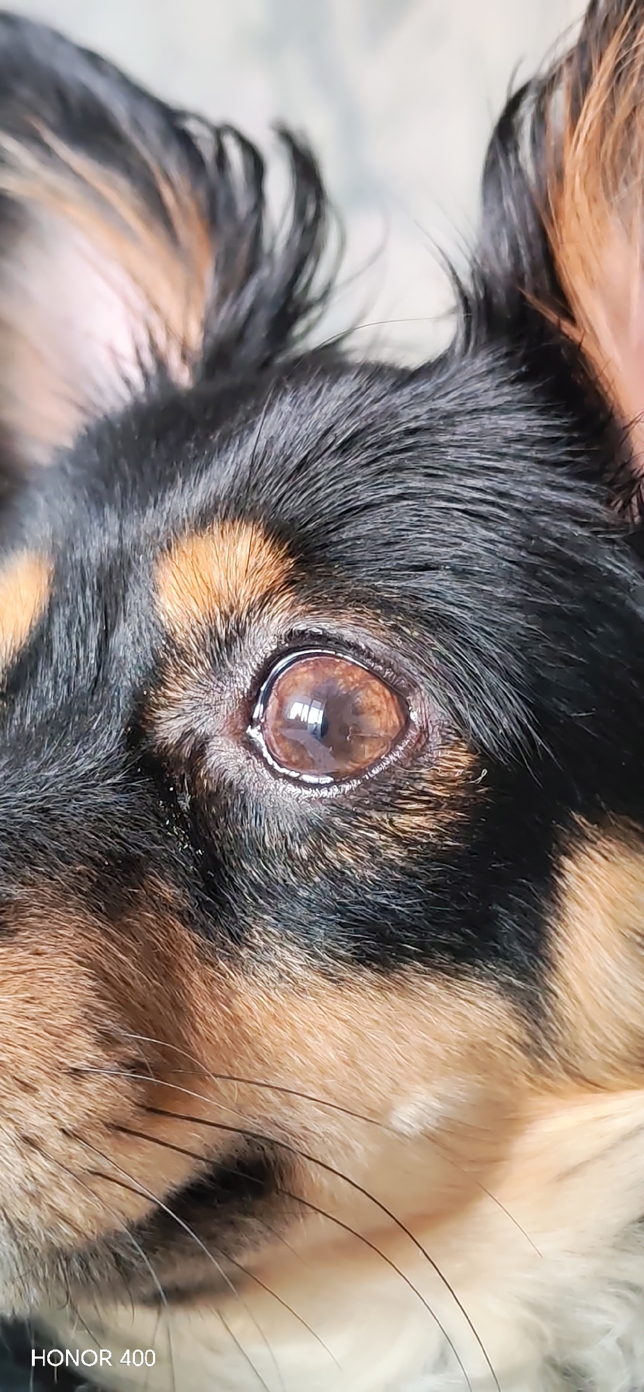 A close-up photograph shows a brown dog's eye, surrounded by black and tan fur. The eye reflects light. The location, Noviy, Russia is not evident from the image content.