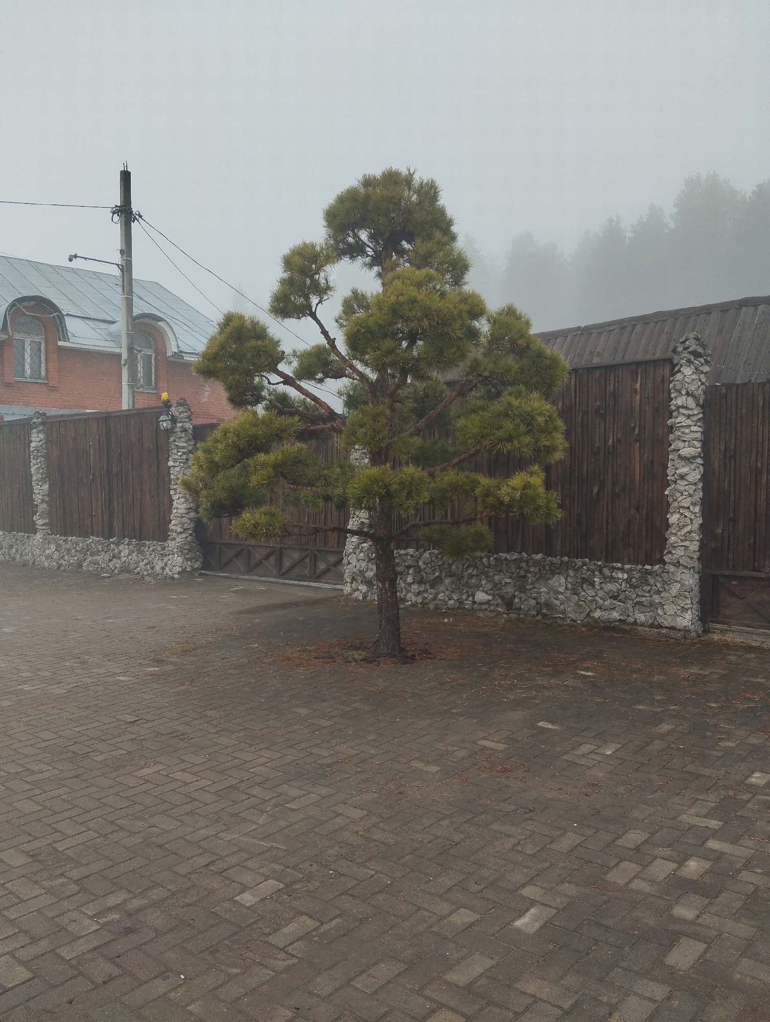 The image depicts a street scene in Votkinsk, Russia on a foggy day. The foreground is dominated by a paved brick pathway. A shaped coniferous tree stands prominently in the middle ground, with brown wooden planks on the tree’s branches. Behind the tree, there is a wooden fence with stone pillar accents. To the left, part of a brick building with a grey roof is visible, along with a utility pole and power lines. A line of trees is faintly discernible in the background due to the heavy fog. The overall scene is muted in color due to the fog. The tree's branches are showing signs of degradation, suggesting it has not been well kept.