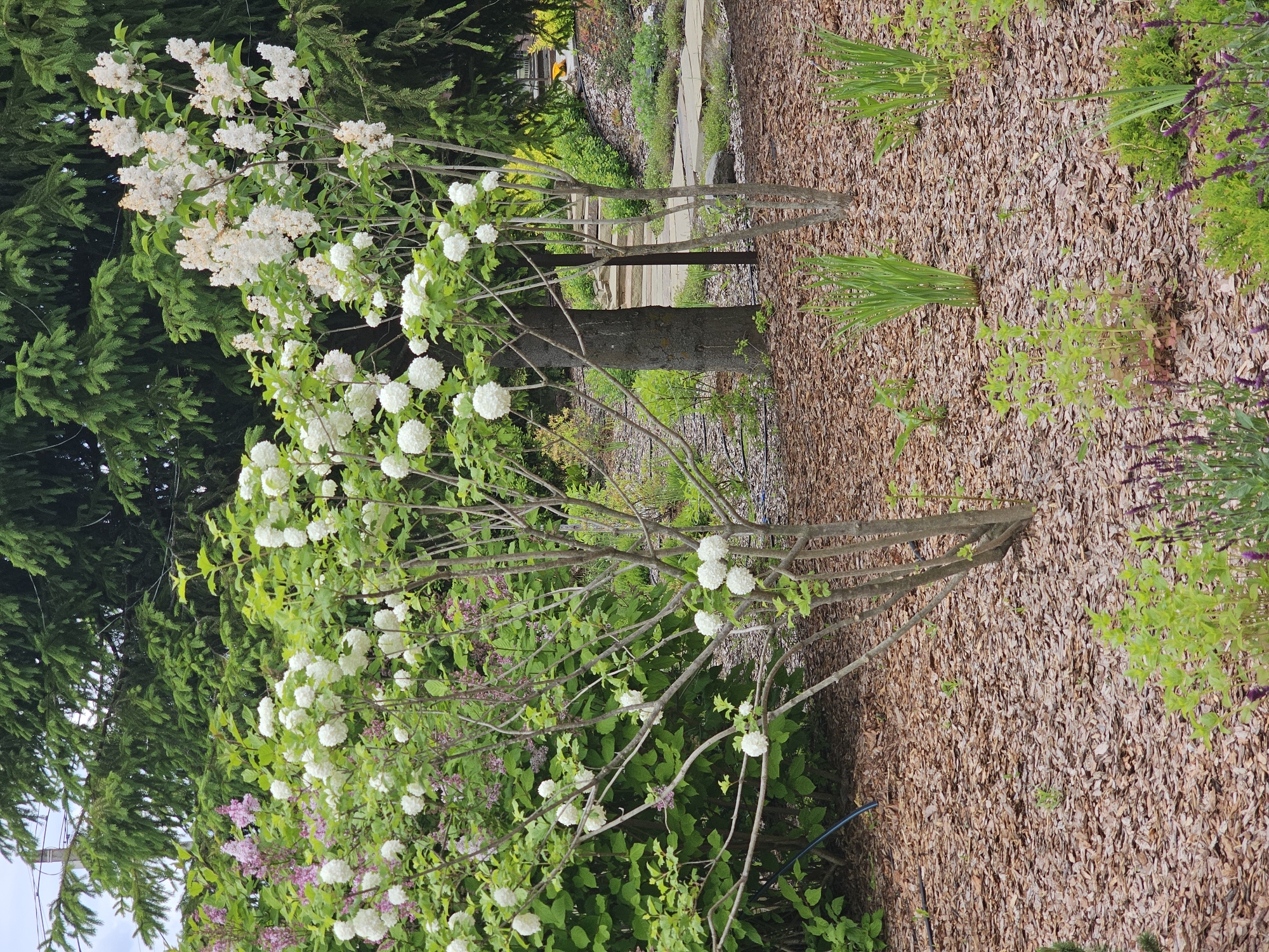 A vibrant outdoor garden or park scene is captured under bright daylight. In the foreground and midground, multiple deciduous shrubs are in full bloom. Prominently featured are shrubs with numerous white, globe-shaped flower clusters, resembling Snowball Viburnum. Interspersed are other shrubs displaying both white and purple/pink conical flower clusters, characteristic of lilacs.
Tall evergreen trees, likely conifers, create a dense green backdrop on the left side of the image. The ground is largely covered with light brown bark mulch, out of which grow various green plants, including patches of slender, spiky leaves (possibly ornamental grasses) and low-lying plants with small purple flowers. Several slender tree trunks and branches without leaves are visible in the midground, appearing between the flowering shrubs and leading towards the background.
A narrow, light-colored path or walkway can be seen winding through the mid-background, suggesting a larger cultivated area or parkland. A black irrigation hose is partially visible on the mulch in the lower-middle section of the image. The scene is well-maintained and peaceful, with the abundance of blossoms indicating spring or early summer. No people or visible text are present. The location context is Березка Снт (красногорский Р-н), Russia.