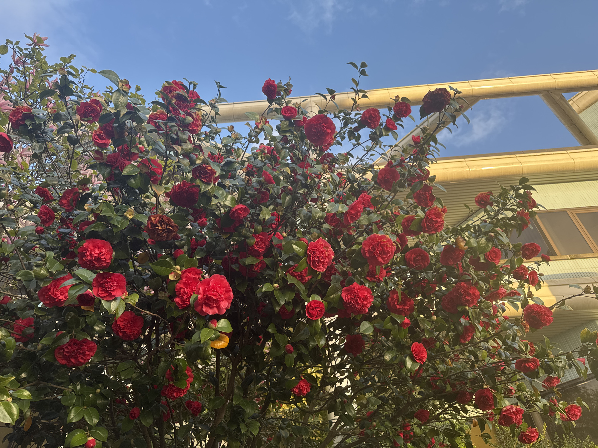 The image shows a profusion of red camellia flowers in full bloom, interspersed with green foliage. Behind the flowers, a building with yellow architectural elements and a window can be seen. The sky is blue with some clouds. The scene is located in North Vancouver, Canada.