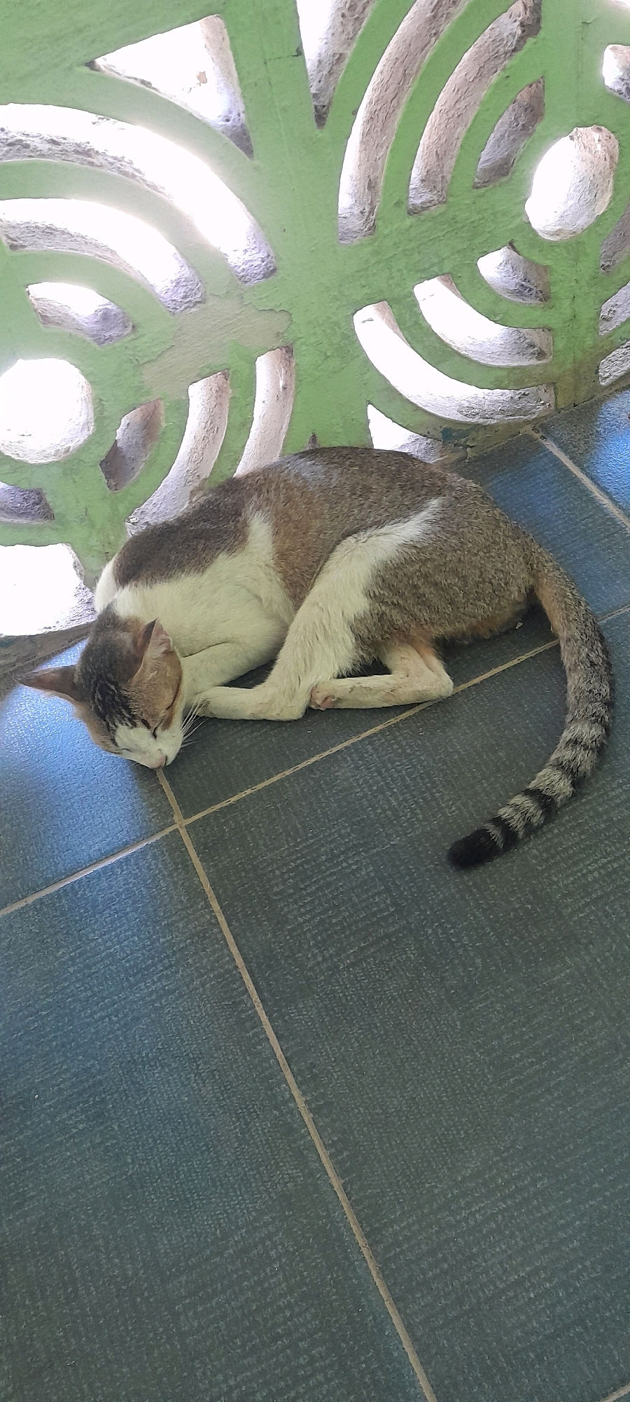 A domestic cat is sleeping on a tiled floor in front of a green decorative wall. The cat is a calico with patches of white, brown, and gray fur. Its eyes are closed, and its body is curled up. The wall behind the cat has a geometric pattern with cutouts that allow light to pass through. The floor is made of dark gray tiles laid in a grid pattern. The scene appears to be an outdoor or semi-outdoor area, possibly a patio or veranda, in Tahunan, Indonesia.