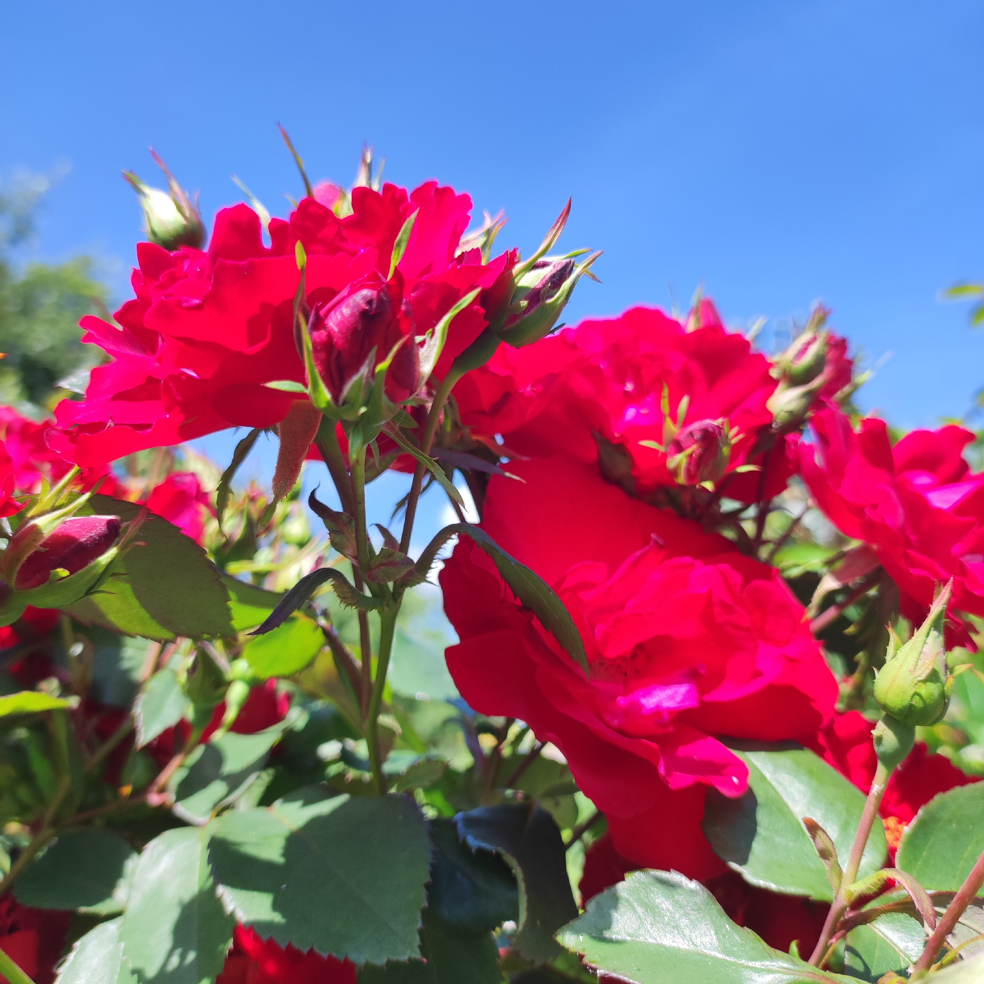 A low-angle close-up shot captures a cluster of vibrant red roses against a clear blue sky. The roses, some in full bloom and others as buds, are the dominant subjects, their rich red petals unfurling and catching the sunlight. Green leaves and thorny stems provide a natural backdrop and framing for the flowers. The image appears to be taken outdoors, likely in a garden setting, given the presence of roses and foliage. The clear blue sky suggests a sunny day. There are no people or animals visible in the frame, and no specific landmarks indicating the city of Navoloki, Russia, are present in the image. The focus is solely on the botanical elements.
