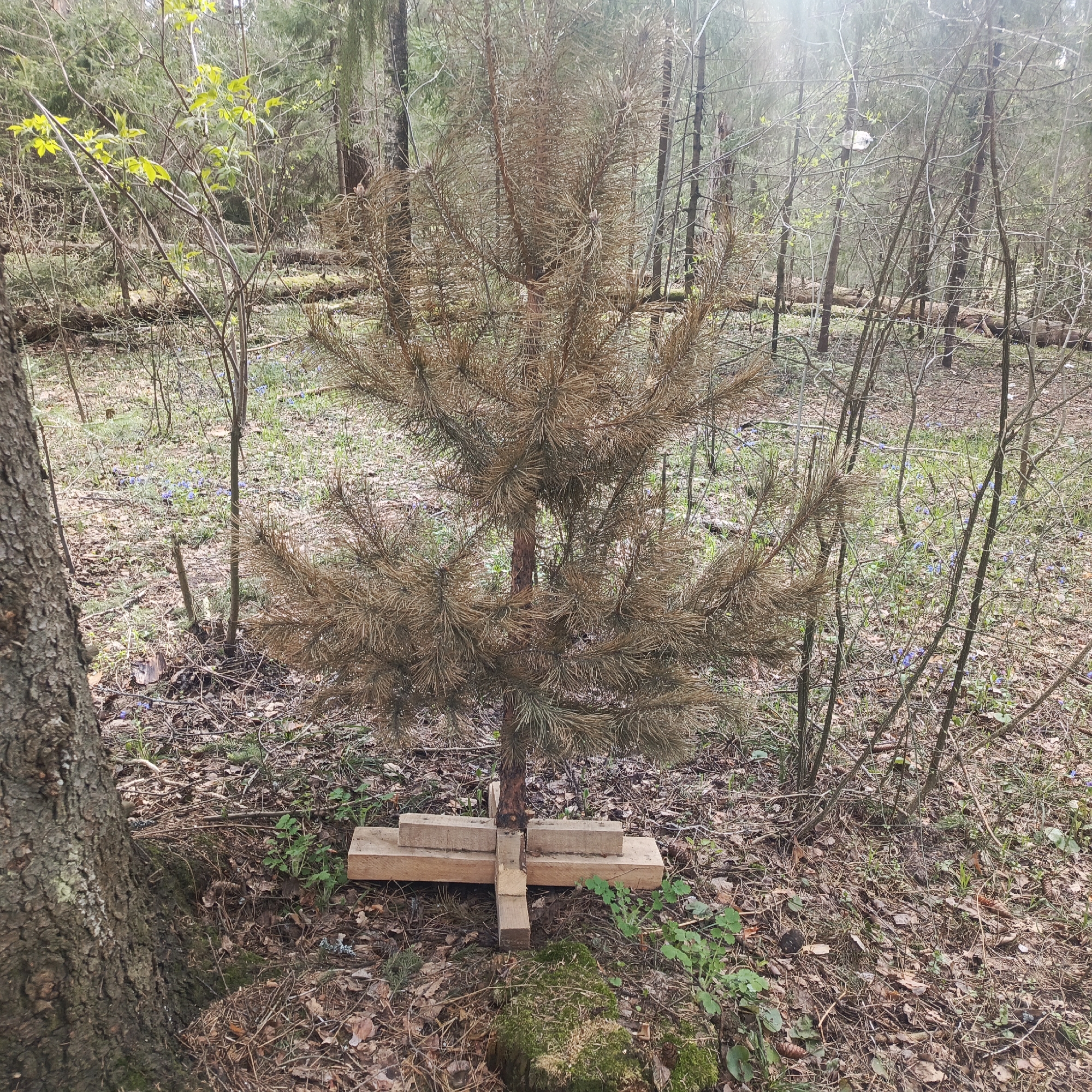 The image captures a forest scene, likely in early spring, characterized by a mix of new growth and remnants of winter. In the foreground and center stands a prominent small, dead pine tree with dried, brown needles. Its base is supported by a cross-shaped wooden stand made of light-colored planks, suggesting it was placed or propped up by human intervention.
The ground around the tree is covered with fallen leaves, twigs, and patches of emerging green vegetation. Notably, clusters of small blue flowers, possibly scilla or similar spring bloomers, are visible scattered across the forest floor, particularly in the mid-ground. To the left, a large tree trunk with textured bark partially frames the scene.
Beyond the central pine, the forest extends with numerous deciduous trees, some still bare-branched, while others show delicate light green leaves indicative of spring. In the distance, through the branches, more trees are visible, and fallen logs litter the ground. A white object, possibly a discarded plastic item, hangs from the branches of a distant tree.
The lighting suggests it is daytime, with sunlight filtering through the canopy, creating a gentle, somewhat diffused illumination. There are no people visible, and no specific activity is taking place, presenting a tranquil, static view of the forest floor in Markovskiy, Russia. No text is visible in the image.