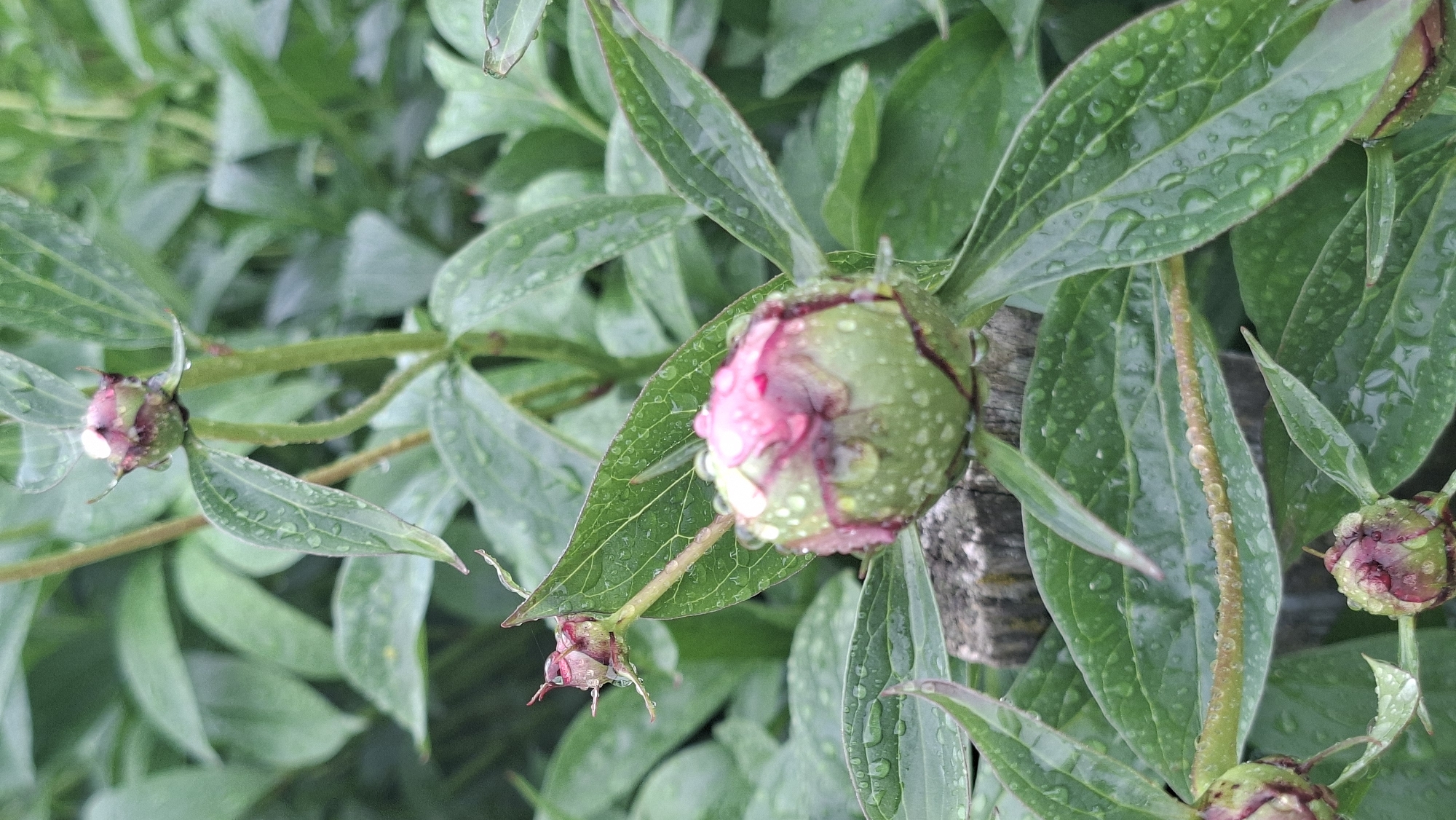 The image shows several peony flower buds in Забалоцкі сельскі Савет, Belarus, covered in raindrops. The buds are various sizes, with the largest one showing a hint of pink petals emerging from the green casing. The leaves surrounding the buds are also covered in water droplets, and some appear to have been touching a weathered wooden surface. Other green foliage forms a background.