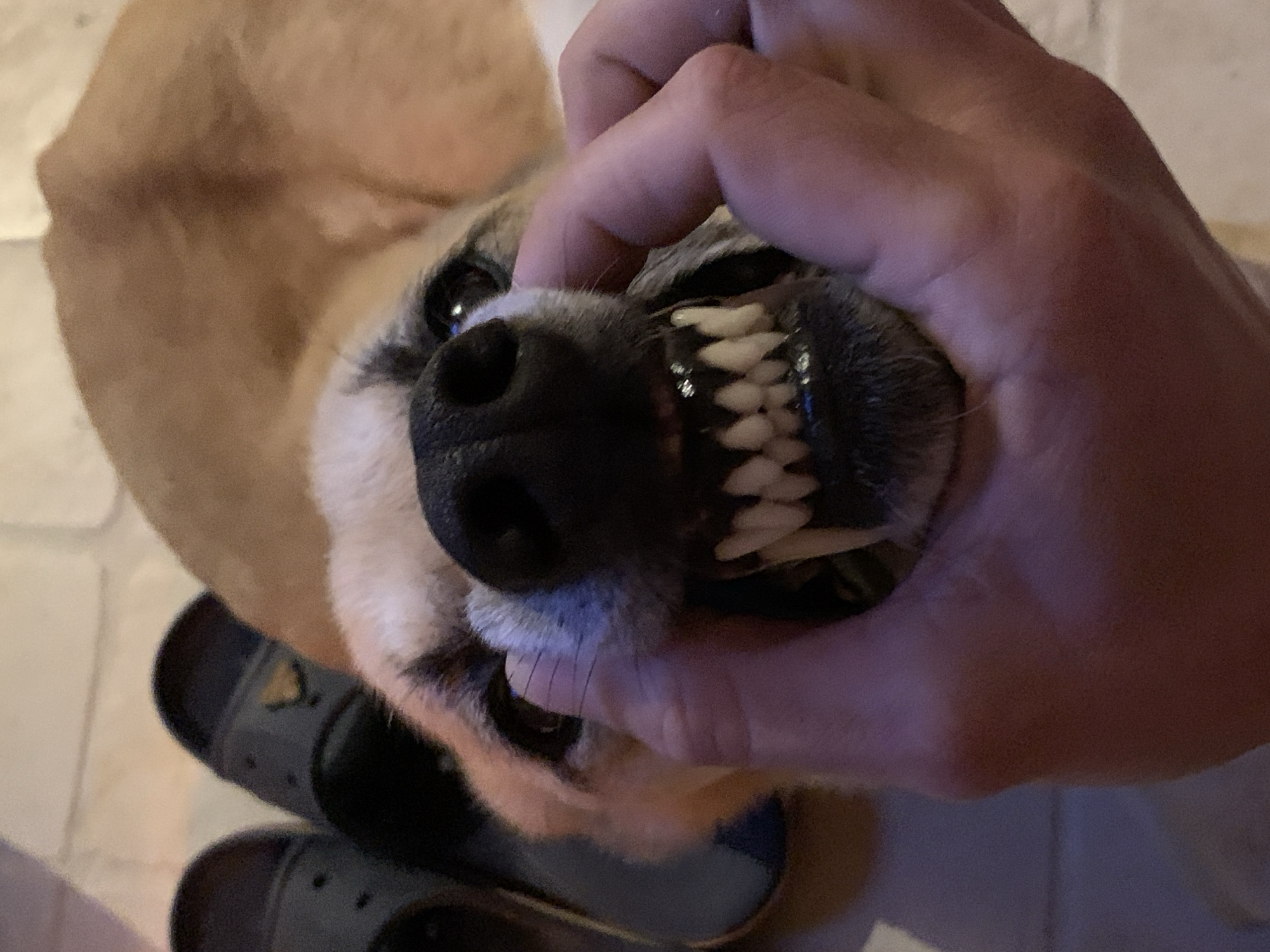A person is holding open the mouth of a small, tan and white dog, revealing the dog's teeth. The dog's black nose is prominently featured. A pair of black Crocs are visible in the lower left corner. The environment appears to be indoors, possibly a home. There is no indication of the location being Tel-Aviv, Israel, or any other specific city.