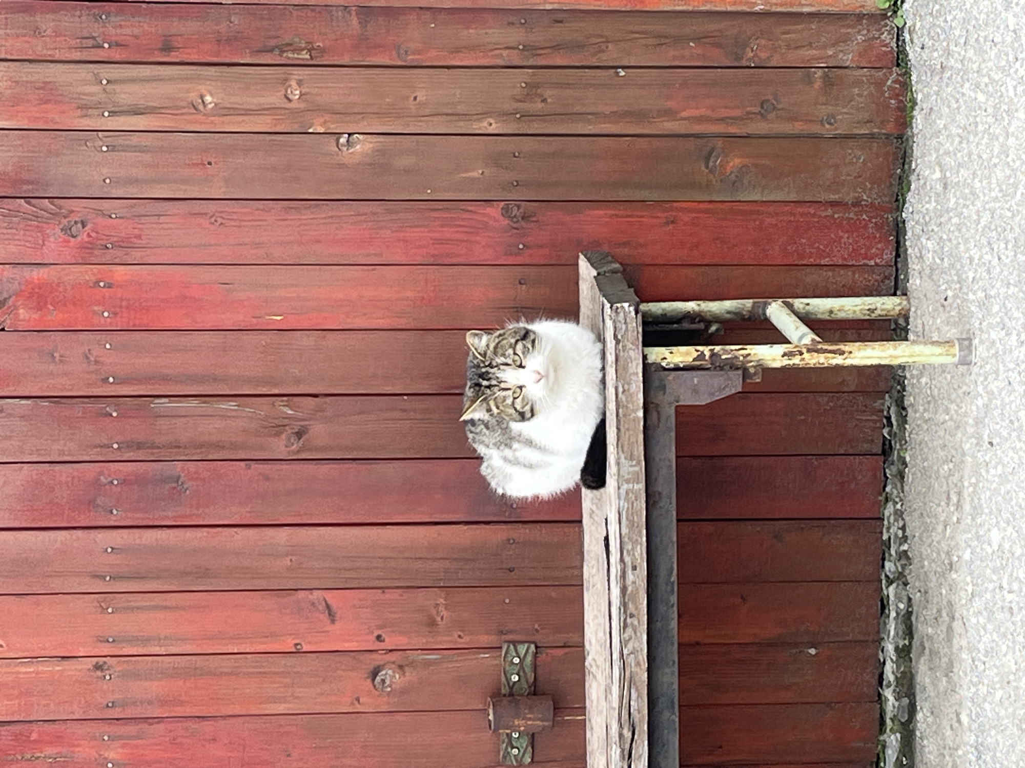 A cat is lying on a wooden structure attached to a weathered, horizontal wooden door in Pchelnik, Bulgaria. The cat has white fur with patches of gray and black. The wooden structure appears to be part of a dilapidated, painted metal frame. The wooden door is stained in various shades of red and brown. To the right of the door is a concrete surface.