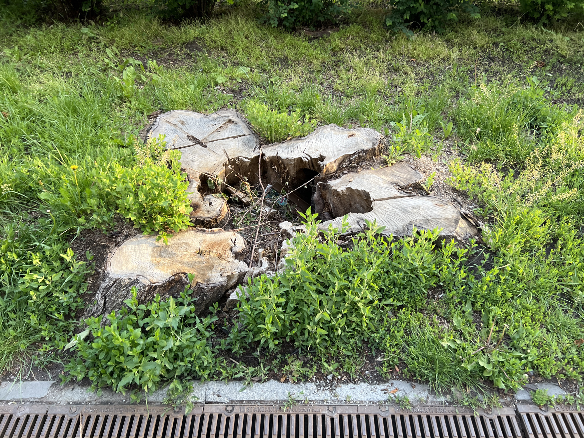 This image captures an outdoor scene, likely a public green space in Poltava, Ukraine, characterized by overgrown vegetation, tree stumps, and urban infrastructure. The central subjects are several large, light-colored tree stumps, appearing to be remnants of a single, larger tree or a cluster of trees that were cut down. The stumps are rough-cut, displaying distinct concentric growth rings and varying textures. Some sections of the stumps are hollowed out, containing small branches and debris.
Lush green vegetation, including grass, small leafy plants, and bushy shrubs, surrounds and grows within the crevices of the tree stumps, indicating natural regrowth. In one section, a single yellow dandelion flower is visible among the grass. The foreground features a cast-iron metal grate, likely a storm drain or sewer cover, running horizontally across the bottom of the frame. The grate has parallel bars and a textured surface.
Notable details include the bright, natural daylight, suggesting a sunny day, possibly morning or late afternoon, with some areas of vegetation brightly illuminated. The presence of the metal grate with a concrete curb edge indicates proximity to a paved area or sidewalk, characteristic of an urban or suburban setting.
Visible text on the metal grate includes "I STANDART PARK" and what appears to be "DN 12.33 04.00", along with other partially obscured letters and numbers. No human or animal activity is depicted; the scene focuses on the interplay of natural elements and human intervention (tree cutting, infrastructure).