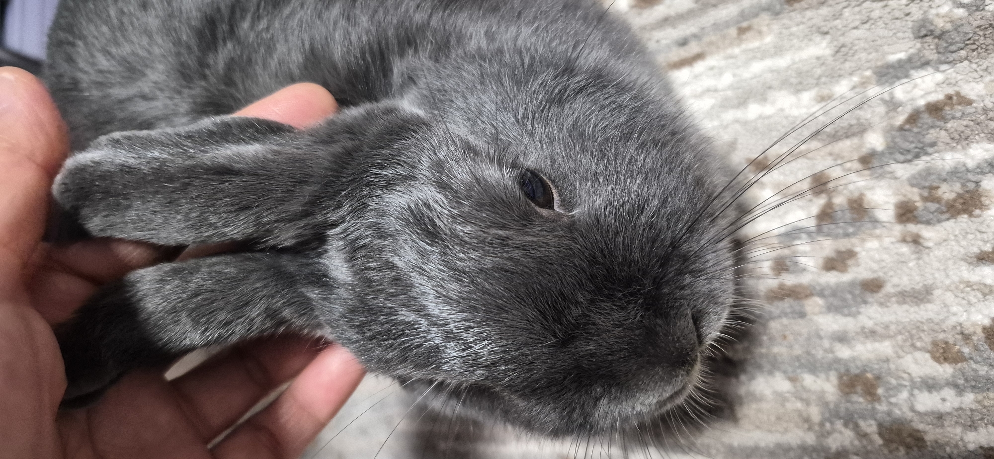 The media file is a close-up, high-angle shot of a person's hand gently holding a grey rabbit. The rabbit is lying down, with its head resting on the carpeted surface. The rabbit's fur is a soft, grey color, and its eyes are dark and appear to be looking slightly off-camera. Long, dark whiskers extend from the rabbit's muzzle. The hand holding the rabbit has fair skin and is positioned beneath the rabbit's chin and jaw, providing a comforting hold.
The setting appears to be indoors, with the rabbit lying on a textured carpet that has a pattern of light and dark grey, brown, and white hues. The lighting suggests it is daytime, possibly indoors with natural light. There are no visible signs of weather or specific time of day beyond daylight. The overall emotion conveyed is one of gentle care and connection between the person and the animal.
The image does not contain any visible text. The focus is entirely on the interaction between the hand and the rabbit, highlighting the soft textures of the fur and the delicate features of the animal. The crop hints suggest an emphasis on the rabbit's paws, face, and whiskers, as well as the texture of the carpet and the skin of the hand. The location context of Ussurijsk, Russia, is provided but not visually evident in the image itself.