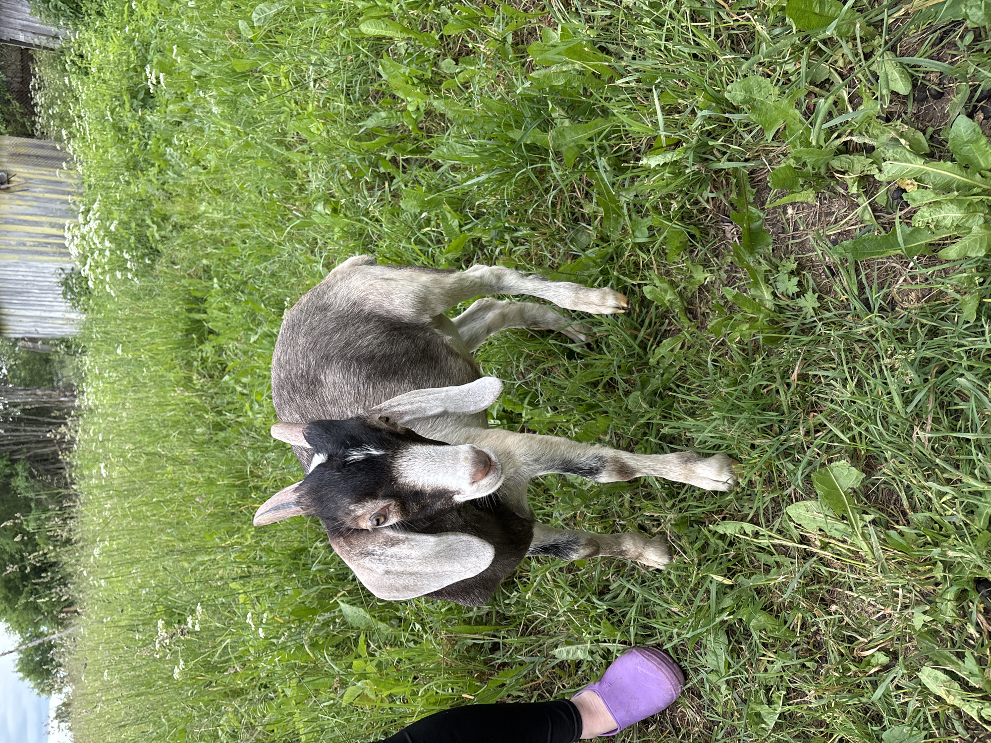 A young goat is lying on its side in a grassy area. The goat has grey and white fur with black markings on its face. Its eyes are open and it appears to be looking at the camera. A person's legs, wearing black pants and a purple shoe, are visible in the foreground. The background shows a wooden fence and tall green grass with some white wildflowers. The scene appears to be outdoors on a sunny day, likely in a rural setting given the fence and natural vegetation. The overall impression is a casual, relaxed moment with the goat in a pastoral environment. There is no visible text in the image.