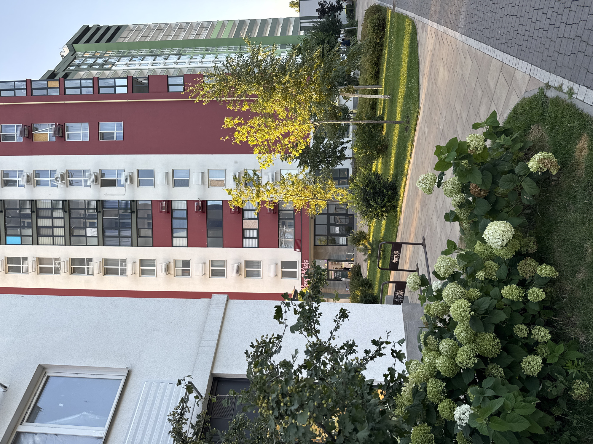 In an exterior shot of a modern apartment complex, the foreground is dominated by a lush green bush with numerous white hydrangea blooms, some of which have begun to turn brown. To the left, the white stucco facade of a building is visible, featuring a large window with protective plastic sheeting. Adjacent to this, a tall, multi-colored apartment building rises, its facade a striking pattern of white, deep red, and green sections, punctuated by numerous windows and balconies. The windows are mostly rectangular, with some featuring external air conditioning units. A paved walkway, laid with rectangular tan and gray stones, curves through the scene, bordered by manicured green grass and small trees. Two metal bicycle racks, each bearing the Cyrillic inscription "ЛЮТОК," are positioned on the grass. In the background, more of the apartment buildings continue, with a clear blue sky overhead. The lighting suggests it is late afternoon or early evening, with the sun casting warm light on the foliage and buildings. There are no people clearly visible in the frame.