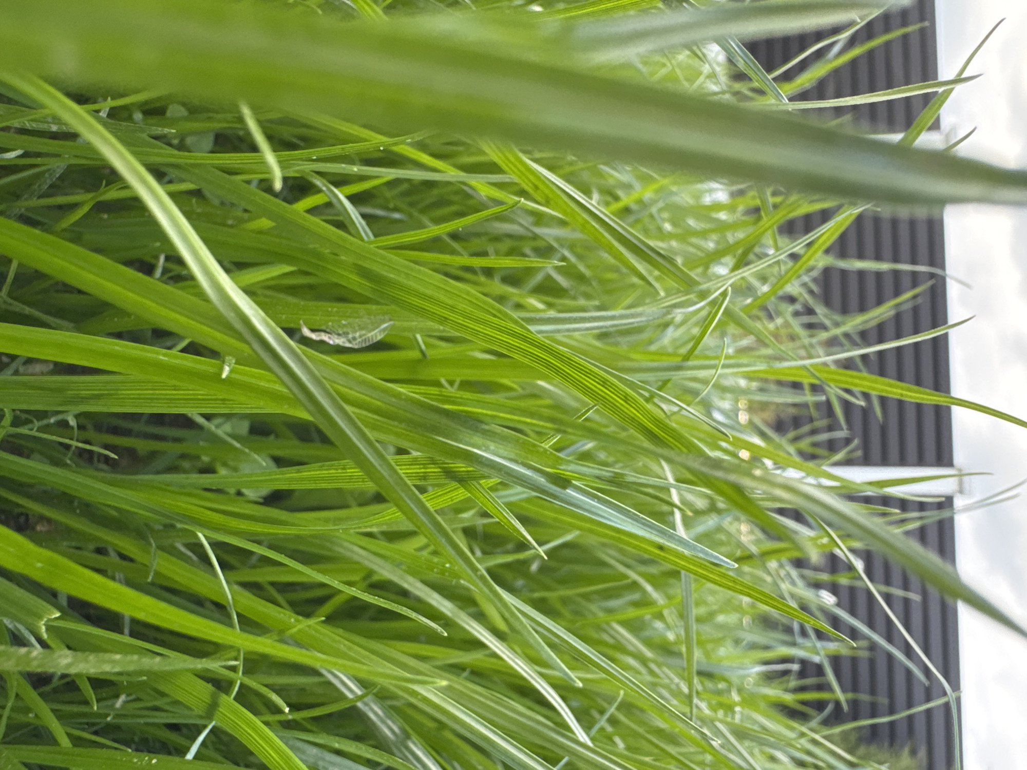 The image shows a close-up view of lush green grass in an outdoor setting. The grass blades are detailed and appear healthy, with some catching the light. In the background, a dark, textured fence is visible, suggesting a property boundary. Above the fence, a cloudy sky can be seen. The overall impression is one of a natural, well-maintained environment. There are no people or animals present in the image. The location is specified as Бараўлянскі сельскі Савет, Belarus.