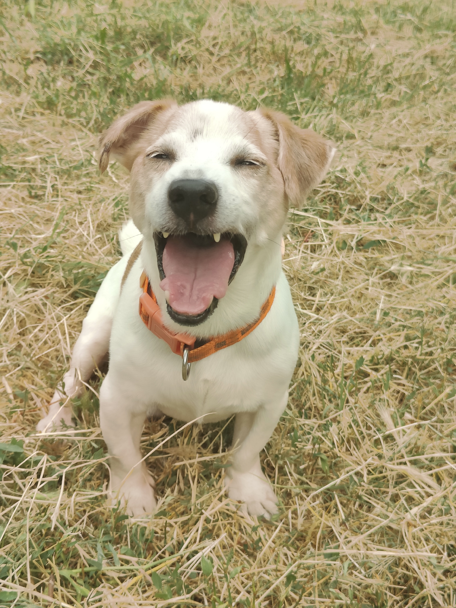 A medium shot captures a white and tan Jack Russell Terrier sitting in dry grass. The dog is looking up and has its mouth wide open, as if yawning or panting. It is wearing an orange collar. The background is out of focus, showing a mixture of green and dry grass. There is no indication of the city of Chornomorsk, Ukraine, in the image.
