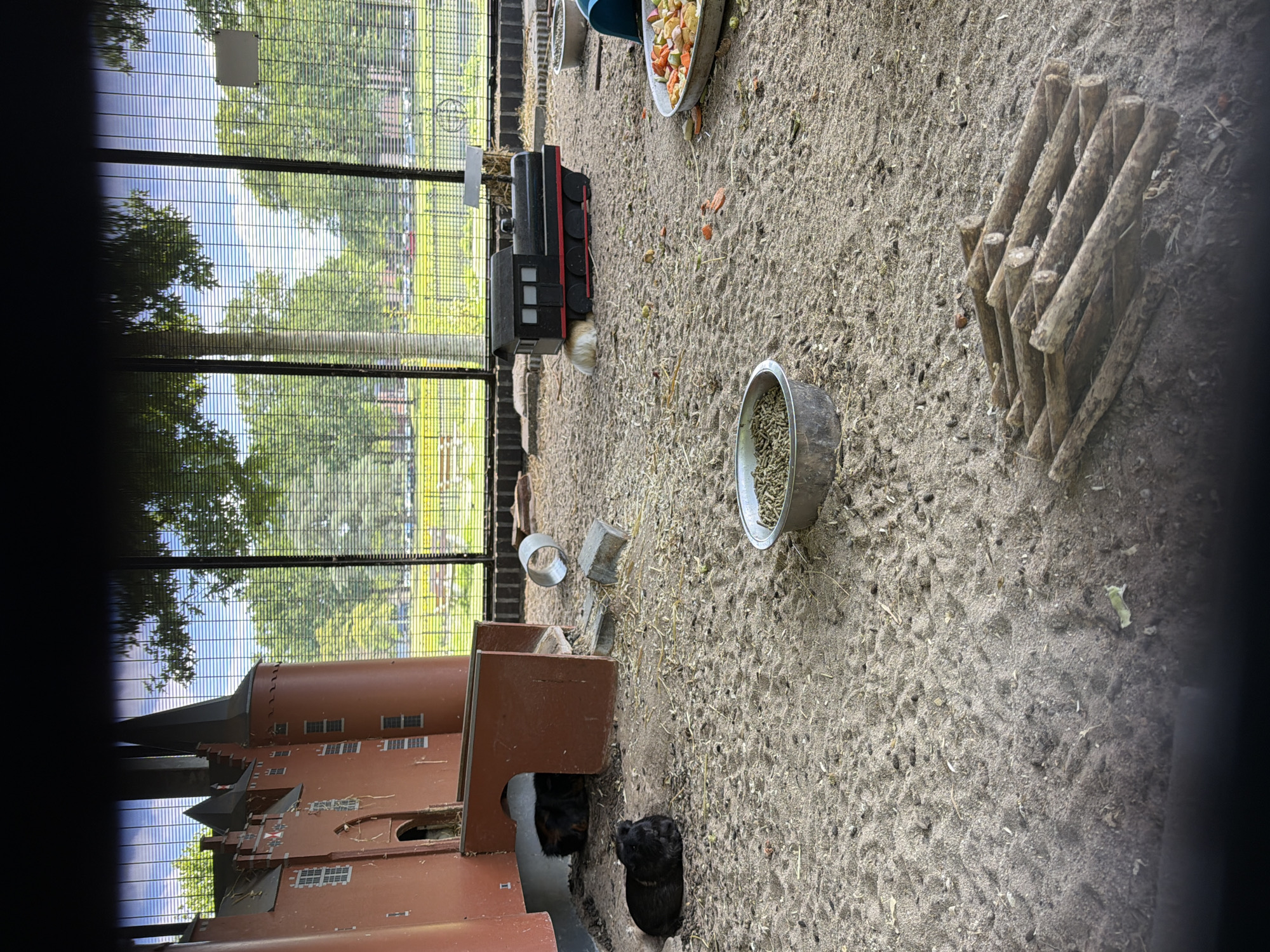 The image captures an outdoor enclosure, likely a petting zoo or animal exhibit, given the presence of guinea pigs. The ground is covered in sand and straw, with a large, multi-level brown structure resembling a castle dominating the lower portion of the frame. This structure has numerous windows and doorways, suggesting it's a play area or shelter for the animals.
In the sandy area, a toy train, painted black with red accents, is visible. Nearby, there are two metal bowls, one containing animal feed. A pile of wooden sticks arranged in a crisscross pattern lies on the sand, possibly for the animals to chew on or play with. Two dark-colored guinea pigs are present; one is partially visible near the entrance of the brown structure, while the other is more fully in view on the sand, facing away from the camera.
The enclosure is bordered by a tall metal fence, through which glimpses of lush green trees and a bright blue sky with some clouds can be seen, indicating it's daytime with pleasant weather. The overall scene suggests a well-maintained environment for small animals, with elements of play and natural habitat. There is no visible text in the image. The location context provided is Helmond, Netherlands.
