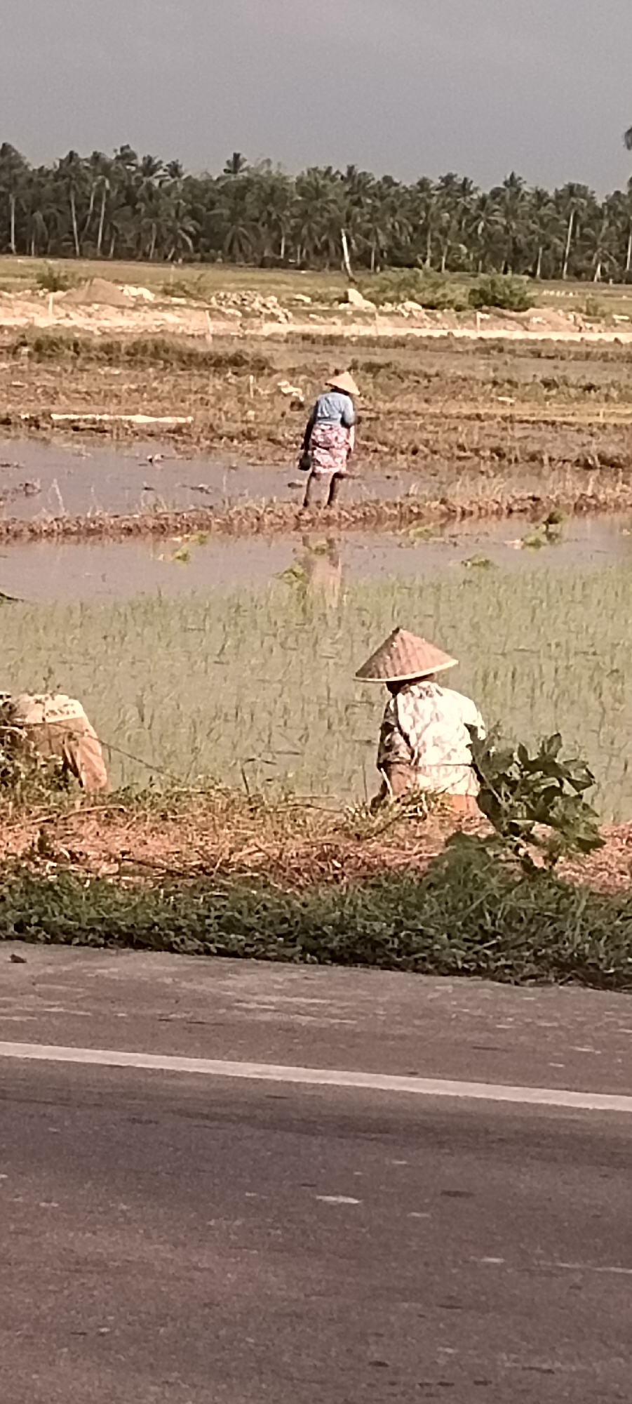 In Peurupok, Indonesia, a rural scene unfolds with two individuals working in a flooded rice paddy. The foreground features a paved road with a white line marking. Behind the road, a grassy area transitions to the rice paddy, where vegetation is visible. Two figures are depicted in the paddy. The figure in the mid-ground is further away, wearing a conical hat and a patterned skirt, and is walking through the water. Closer to the foreground, another individual also wears a conical hat and is engaged in an activity, with vegetation nearby. The background reveals a dense line of palm trees against a muted sky.
