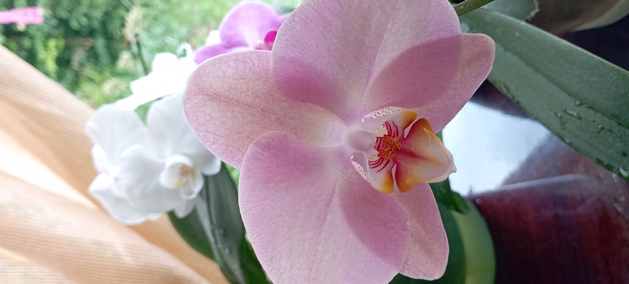A close-up vertical shot showcases a pink orchid in the foreground, its petals soft and textured. The orchid's center features intricate details of yellow, white, and red markings. Behind it, a white orchid is visible, out of focus, with hints of greenery and a sheer, peachy fabric in the background. Further back, another blurred orchid, possibly purple, can be seen. The scene appears to be indoors, with a dark, reflective surface below the plants, possibly a table, and a hint of an outdoor environment with green foliage visible through a window or opening. The image does not provide specific context related to the city of Radisne, Ukraine, or any actions or interactions of people.