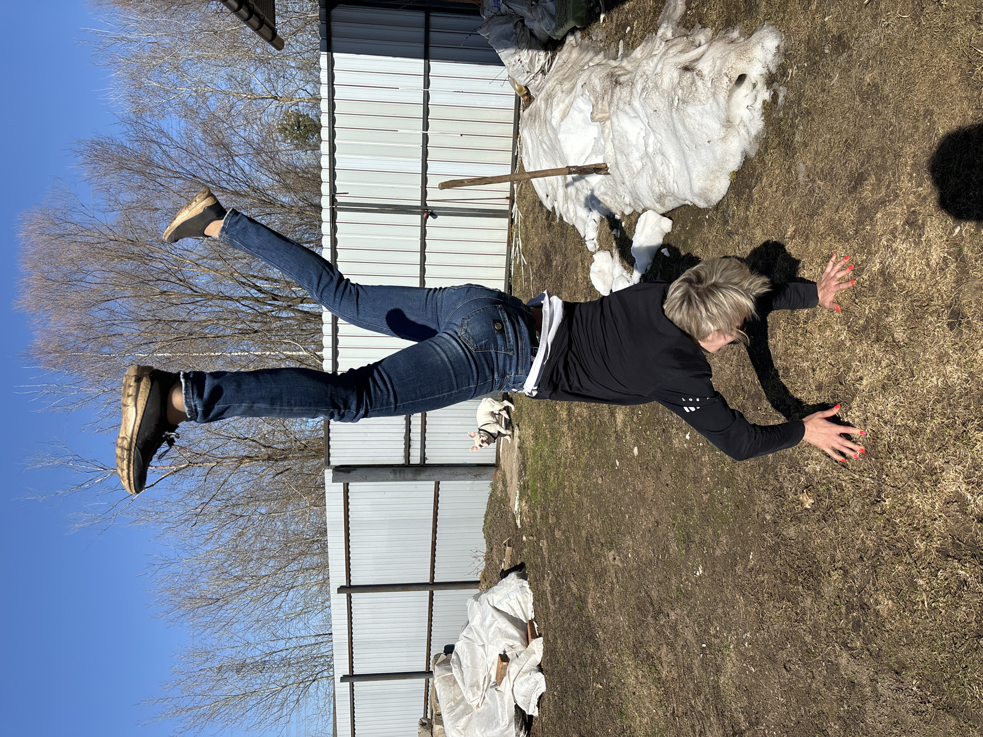 The image displays a person appearing to "fly" or "levitate" horizontally above dry ground under a bright, clear blue sky. The subject, a person with short blonde hair, is wearing a black long-sleeved shirt, blue jeans, and dark shoes. They are positioned face down, with their legs extended backward and slightly upward, and their arms stretched forward with hands flat on the ground, creating the illusion of being airborne. Bright red nail polish is visible on their fingers.
The setting is an outdoor area, likely a backyard or rural plot in Chaikovsky, Russia. The ground is covered with sparse, dry brown grass, and several patches of dirty, melting snow are visible, indicating late winter or early spring. A tall fence made of corrugated metal panels runs across the background. Behind the fence and extending into the upper left, bare deciduous trees are silhouetted against the vibrant blue sky. Near the melting snow, a wooden stick stands upright in the ground. In the mid-ground, a small white dog with a harness can be seen looking towards the person. The bright sunlight casts strong shadows, suggesting it is midday. On the left sleeve of the black shirt, there are some white, indistinct markings or text.