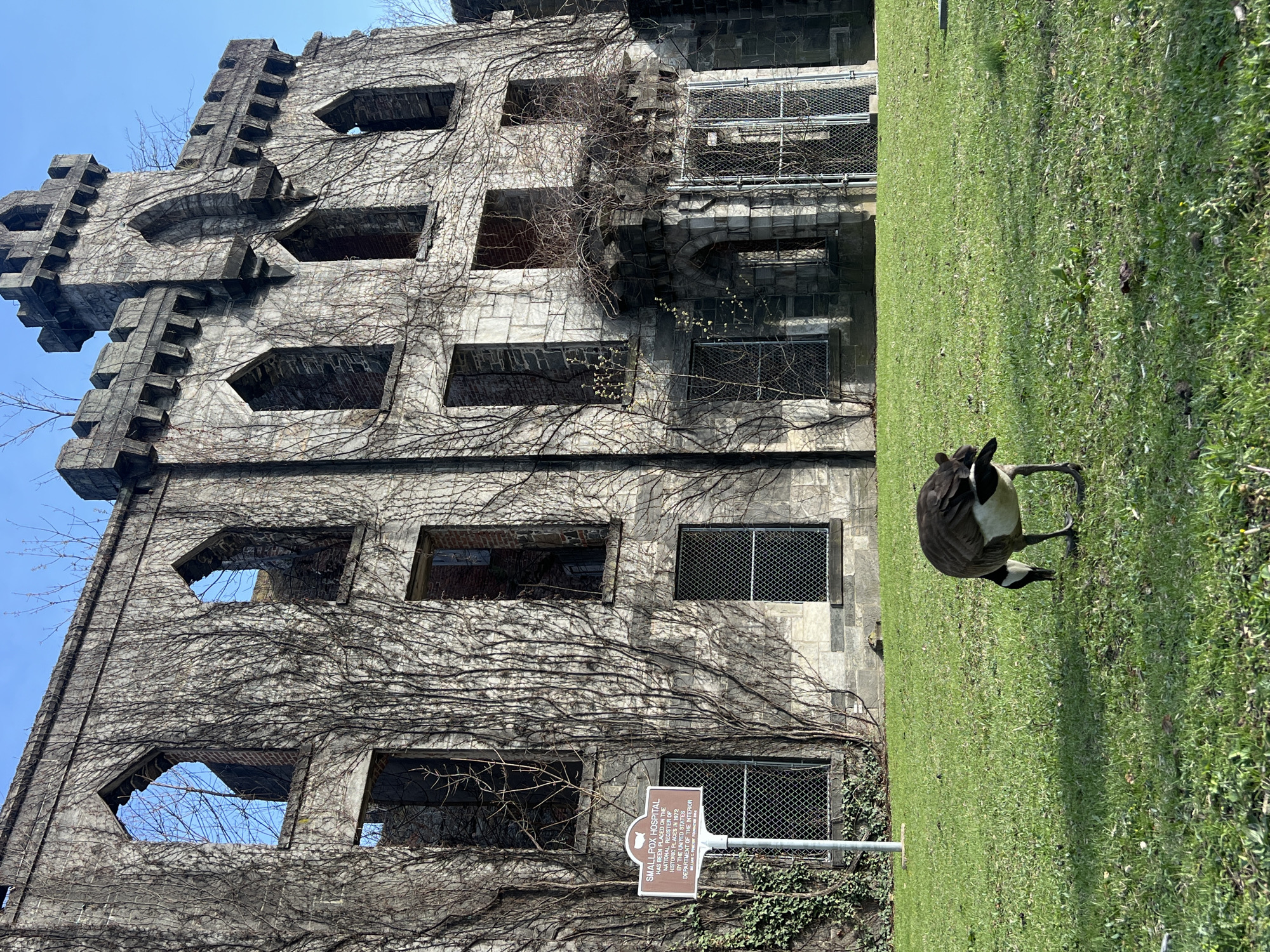 A photograph captures the ruins of the Smallpox Hospital on Roosevelt Island, New York City, United States. The tall, weathered stone structure is covered with vines, accentuating the building's decay. Many windows are missing, leaving open cavities. Protective metal grates cover some of the window spaces. A historical marker stands in front of the building, partially obscured by vegetation. A Canadian goose is visible on the green lawn. The sky is blue.