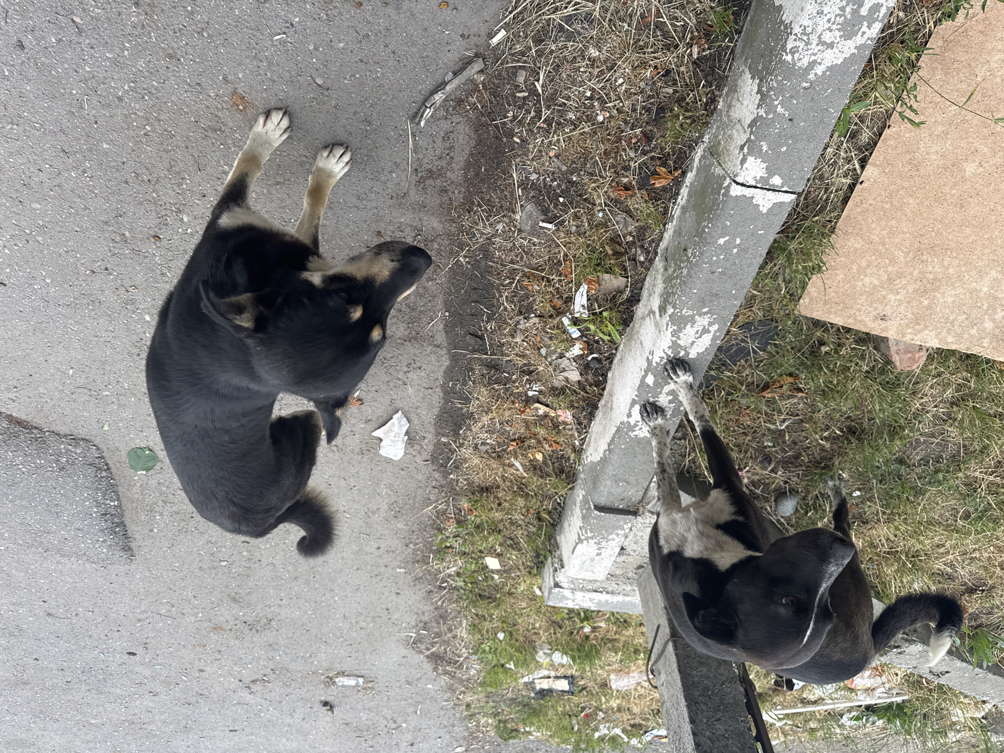 Two dogs are present in an outdoor urban environment. On the left, a black and white dog stands on a grassy area next to a concrete curb. The dog is looking to its left, with its tail curled upwards. On the right, a predominantly black dog with tan markings on its face and legs stands on an asphalt surface. This dog is looking to its left and slightly downwards. The environment appears somewhat neglected, with scattered debris and dry grass along the curb. A piece of plywood is visible on the grass to the left of the curb.