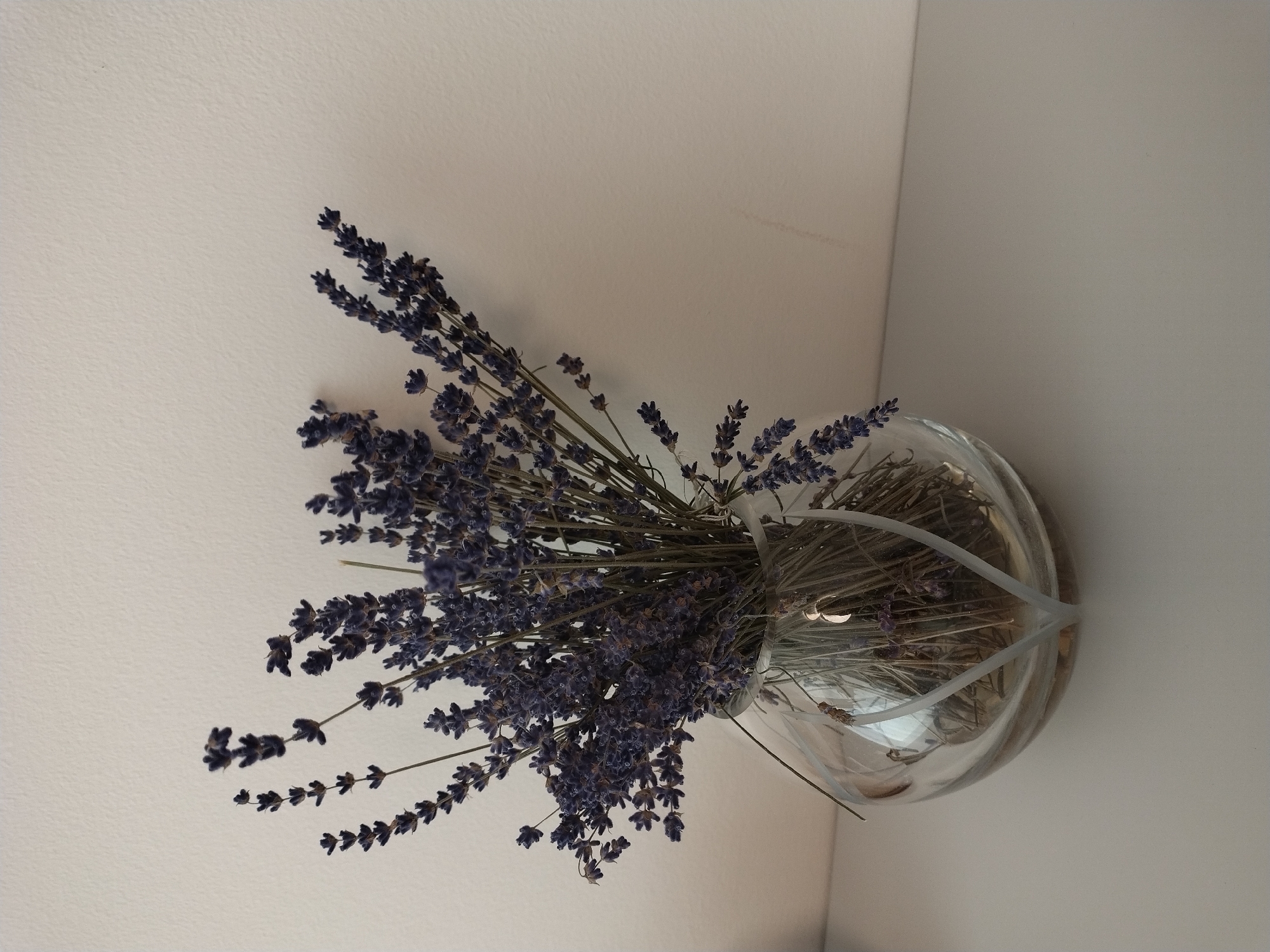 A bouquet of dried lavender is displayed in a clear glass vase on a white surface, against a textured off-white wall. The lavender stems are gathered and tied with a thin white ribbon that wraps around the base of the bouquet within the vase. The vase is spherical in shape and appears to be made of thick glass. The background wall shows subtle shadows and variations in light. The overall scene is still and domestic, with no people or animals present. The lighting suggests an indoor environment, likely a room with natural light. The image quality is clear, capturing the details of the lavender and the vase.