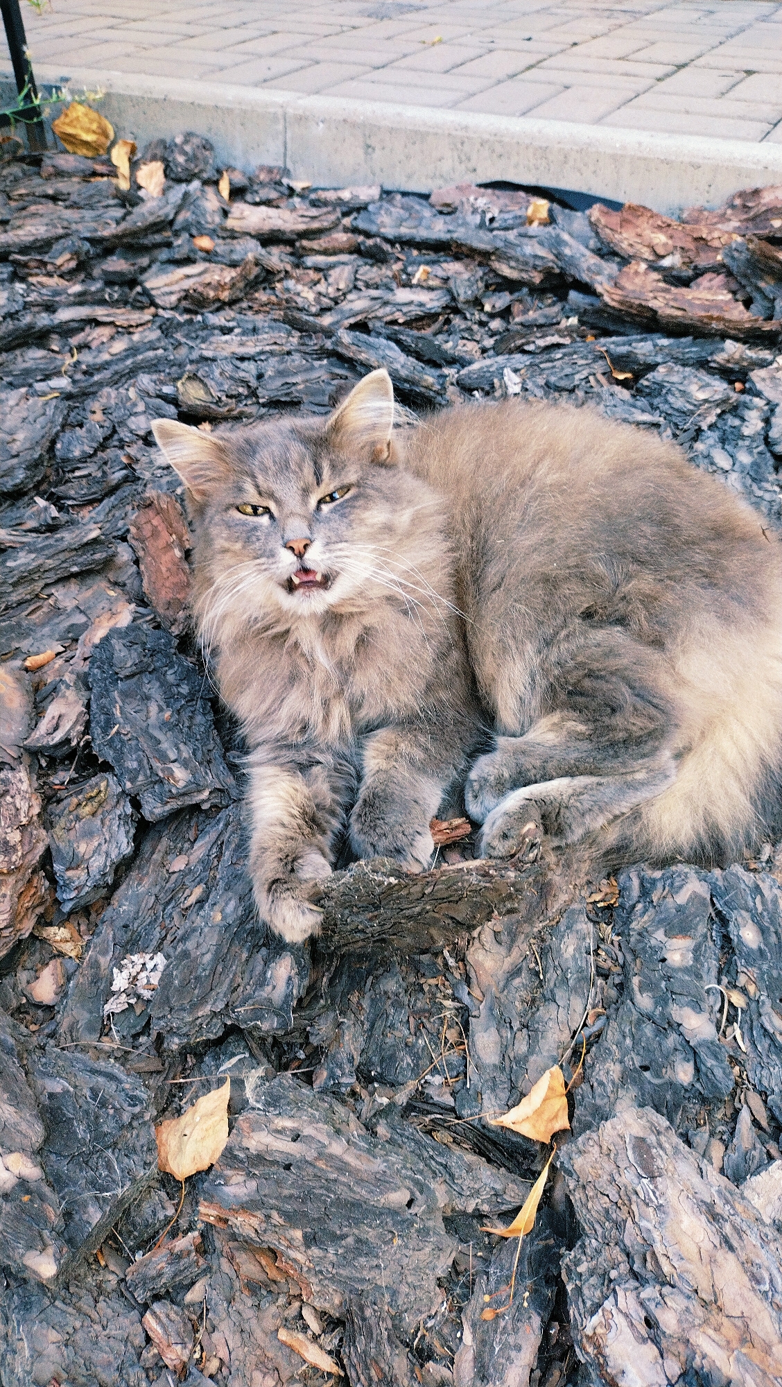 A fluffy, grey cat is lying on a bed of dark, textured tree bark. The cat is facing forward with its mouth slightly open, revealing small teeth and its tongue. Its eyes are narrowed, giving it a somewhat grumpy expression. The cat's fur appears somewhat disheveled, and it is positioned in a relaxed, splayed-out posture. Scattered amongst the bark are a few dry, yellow leaves, suggesting an outdoor, possibly autumnal, setting. In the background, a paved surface with a concrete curb is visible, indicating a location within a city or urban area. The image is taken from a high angle, looking down at the cat. Based on the provided context, this scene is located in Horishni Plavni, Ukraine.