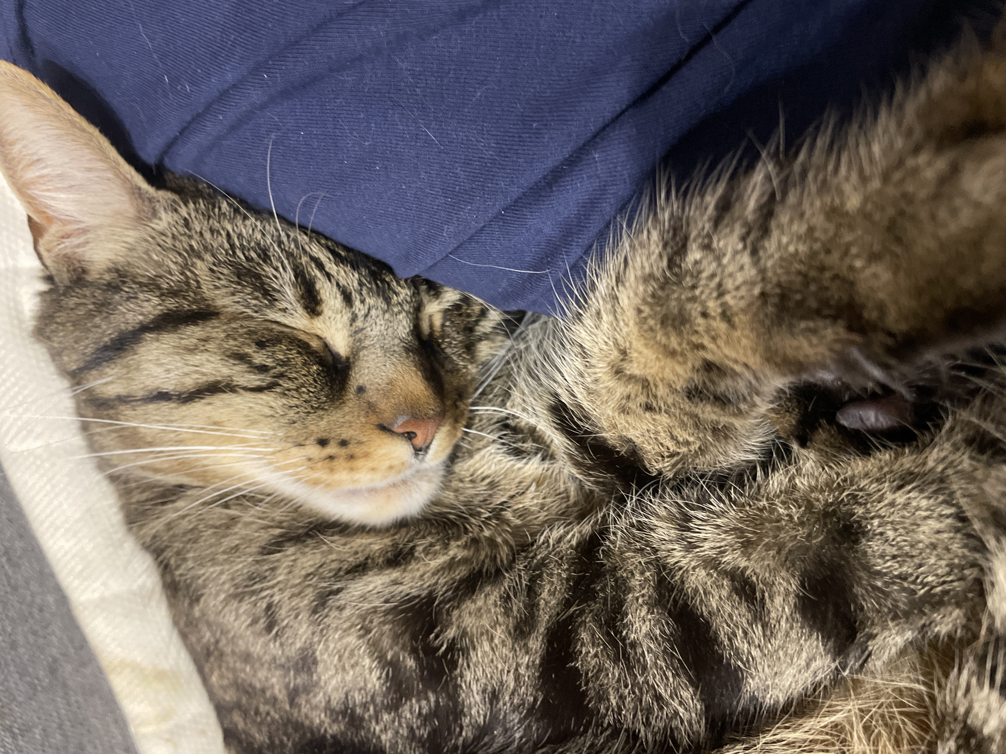 A close-up shot captures a tabby cat sleeping comfortably on dark blue fabric, likely clothing or upholstery. The cat's fur displays a pattern of dark brown and black stripes against a lighter brown background. Its head is resting on the fabric, with its eyes closed and ears perked slightly. The cat's whiskers are visible, extending outwards from its muzzle. The overall impression is one of peaceful slumber. The location of ЖК «Борисоглебское», Russia, is not evident in the image.