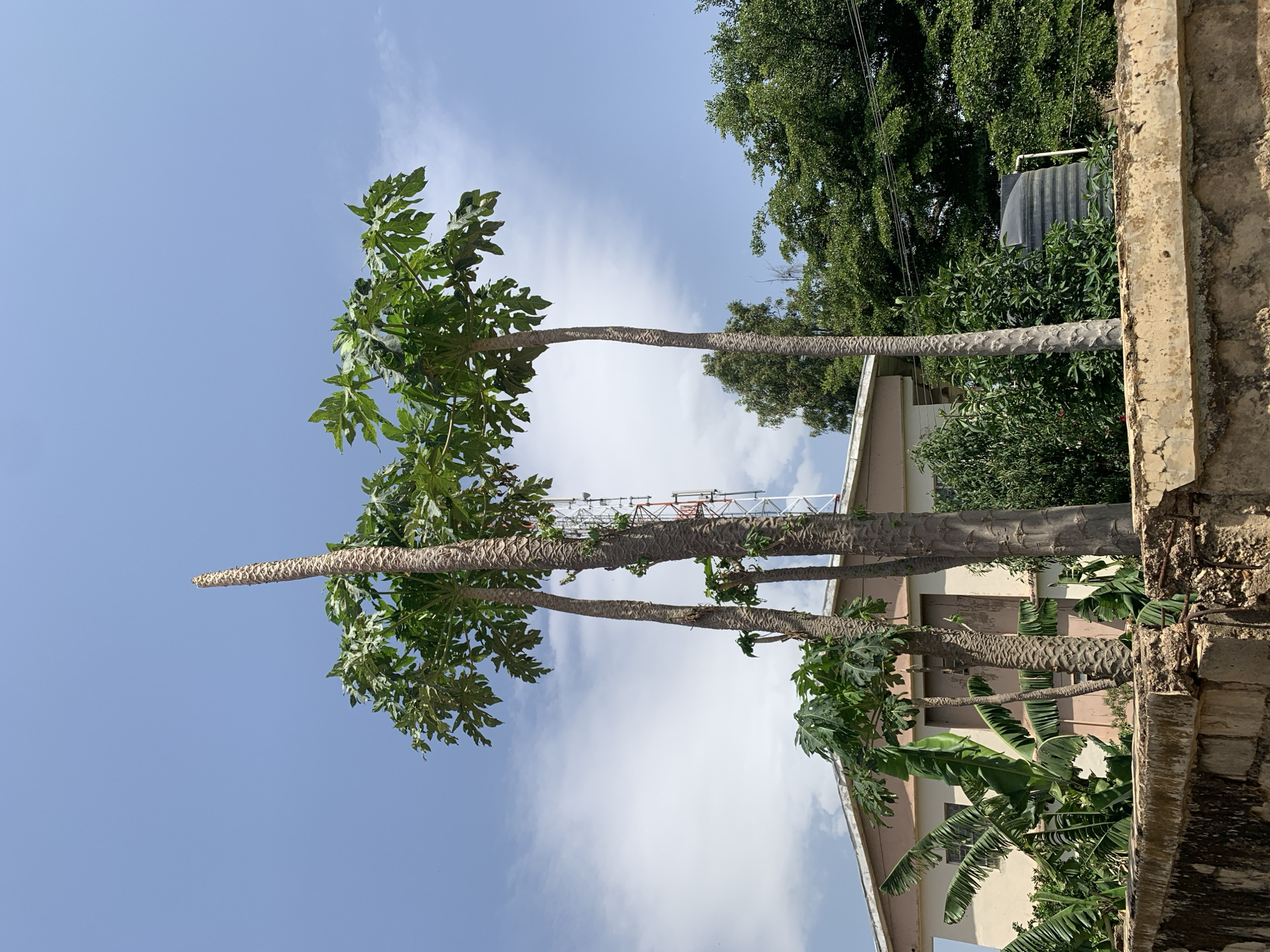 The image shows a scene in Rafin Par, Nigeria, featuring three tall, slender papaya trees in the foreground, with large, palmate leaves at the top. The tree trunks have distinctive textures. In the background is a two-story building with a water tank on its roof. Other trees and vegetation are also visible around the building. Parts of a concrete wall or structure with visible damage and erosion are present in the foreground. The sky is visible with some clouds.