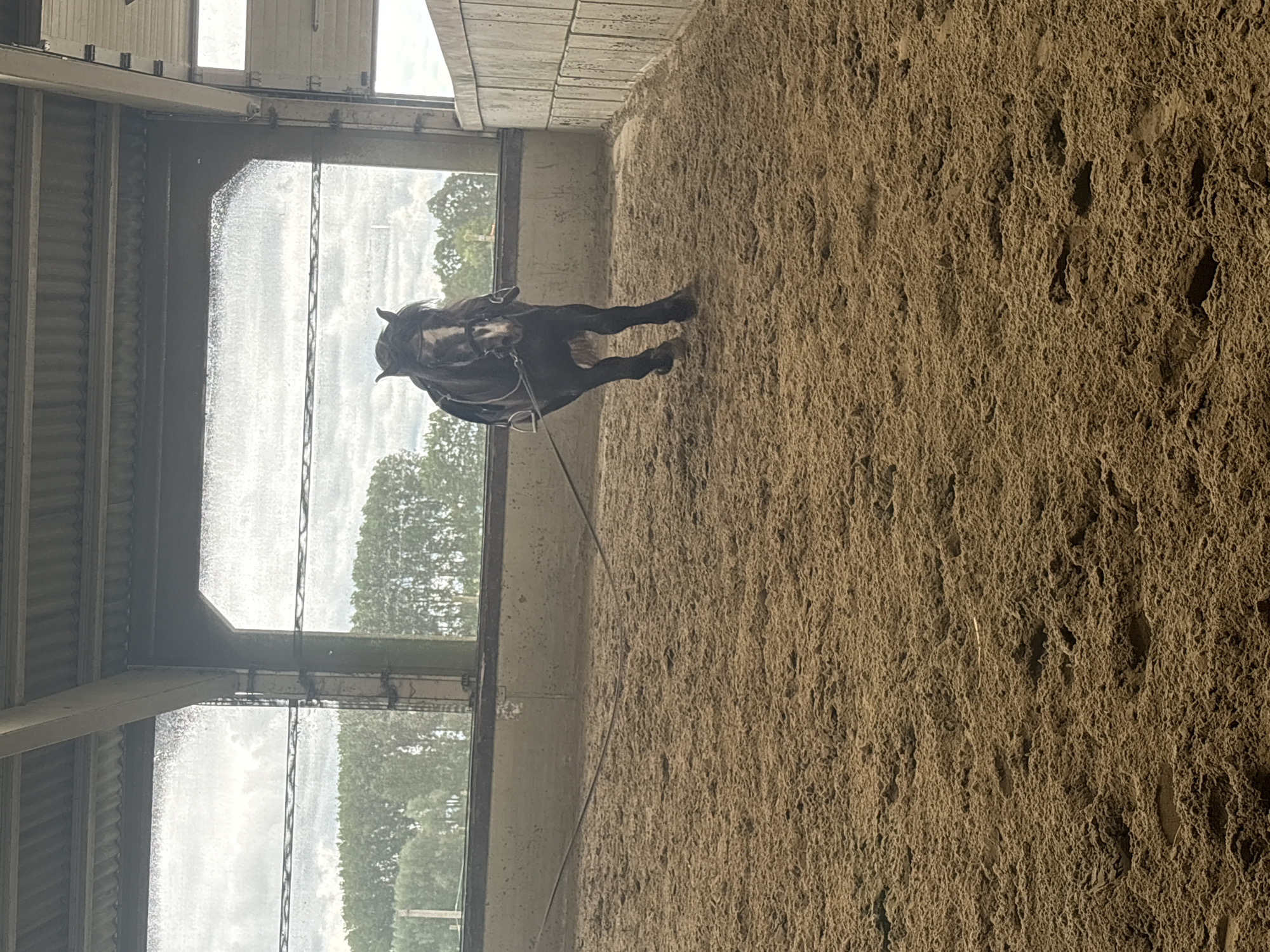 This image depicts a dark-colored horse standing in an indoor riding arena in Estaimpuis, Belgium. The horse, which appears to be a pony or a smaller horse breed, is positioned towards the left-center of the frame. It wears a bridle, and a line, possibly a lunge line, extends from its head towards the left, out of view. The horse is facing generally right but has turned its head towards the camera, appearing attentive.
The floor of the arena is covered in a deep, textured layer of light brown sand or dirt, showing numerous indentations and disturbances, likely from hooves. Along the far wall, large windows or openings allow natural light to filter into the space. Through these windows, a dense line of green trees is visible under an overcast or cloudy sky, indicating daytime conditions. Above the windows, the internal structure of the building is apparent, featuring corrugated metal panels and sturdy beams. There are no people visible in the image, nor is there any discernible text. The scene suggests a quiet moment during a training session or exercise in the arena.