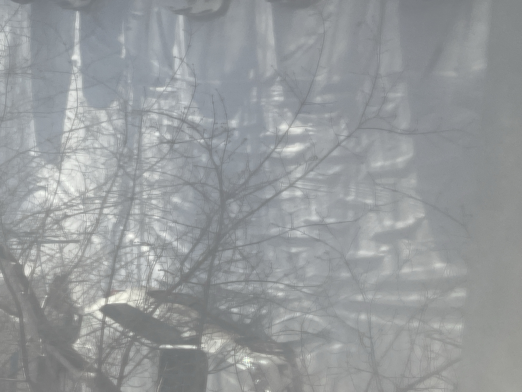 The image presents a soft-focus, almost ethereal view, likely seen through a translucent material such as a frosted window or sheer curtain. The primary subject is a dense network of bare tree branches, predominantly located in the lower and central parts of the frame, extending upwards and outwards. These branches are thin and intricate, suggesting the season of late autumn or winter.
Behind the prominent branches, the background is significantly blurred and indistinct. It features diffuse, lighter areas interspersed with darker, vague shapes that could represent distant buildings, other trees, or reflections of structures. In the upper portion of the image, there are faint, wavy or rippled patterns, possibly indicating folds in a curtain or a textured surface through which the scene is observed.
The overall lighting is soft and diffuse, suggesting an overcast day or indirect light. There are no harsh shadows or direct sunlight, contributing to the muted and somewhat monochromatic palette of grays, whites, and light blues. No specific activity or event is taking place; it is a static landscape or still life scene. There are no identifiable people, prominent objects beyond the branches and obscured background, or visible text. The location cues are limited to what appears to be an outdoor scene with dormant trees.