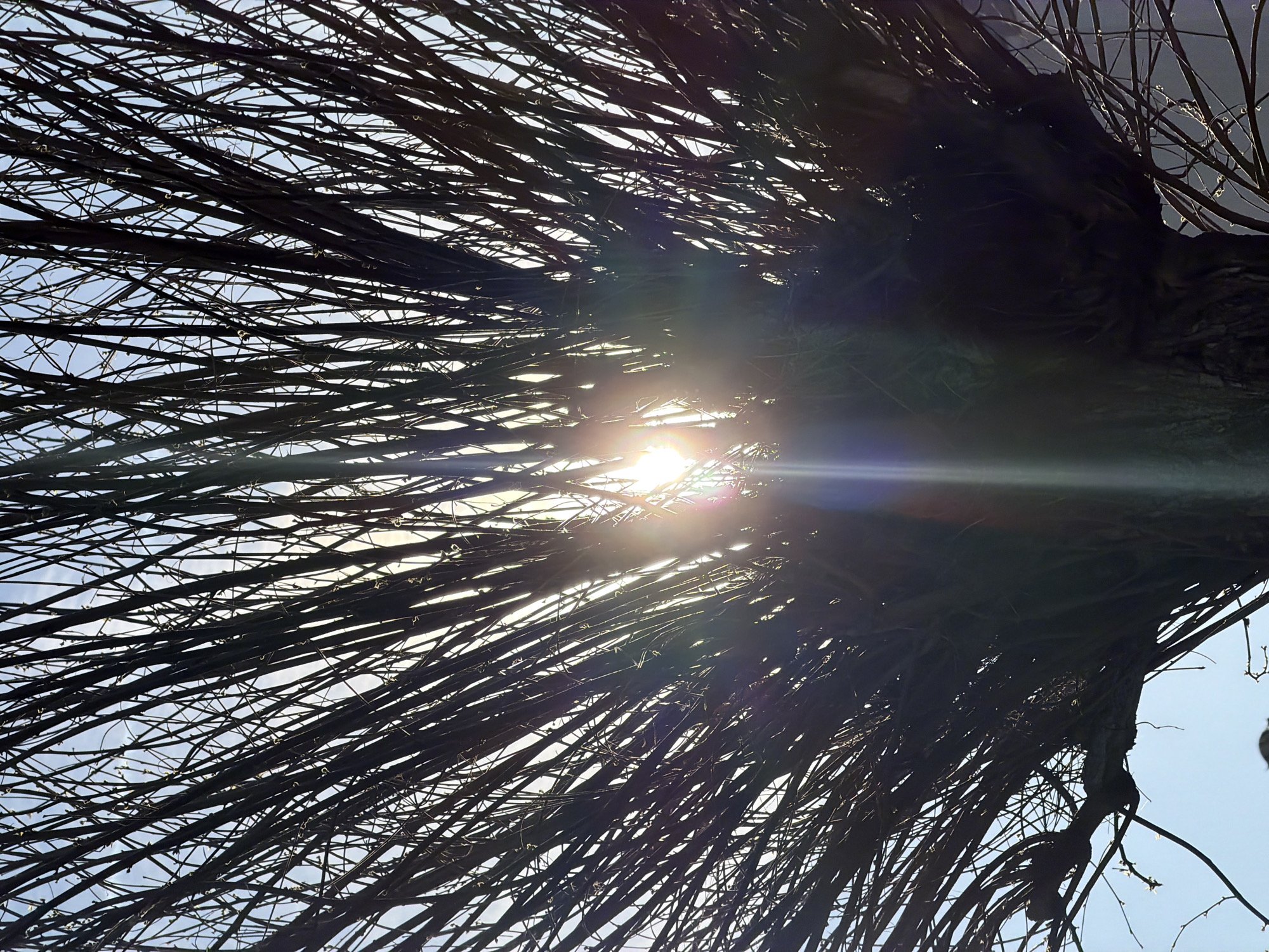 The image depicts a view looking upward through the tangled branches of a tree, with the sun shining through the gaps in the branches. The branches are dark and appear to be bare. The sky is visible between the branches and is a light blue color. There is lens flare from the sun. The location is stated to be Esch-sur-Alzette, Luxembourg, however, there is no visual information to verify this.