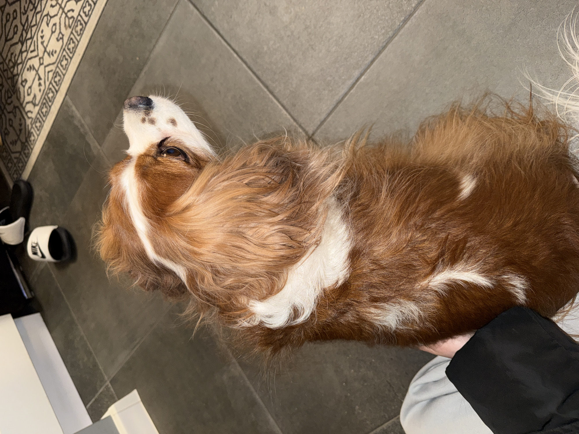 A Cavalier King Charles Spaniel lies on a gray tiled floor next to a patterned rug. The dog has a brown and white coat. A pair of black and white Nike sandals are visible near the rug. A person wearing a black jacket and light gray pants is holding the dog. The location cannot be determined from the image, so Sofia, Bulgaria cannot be verified.