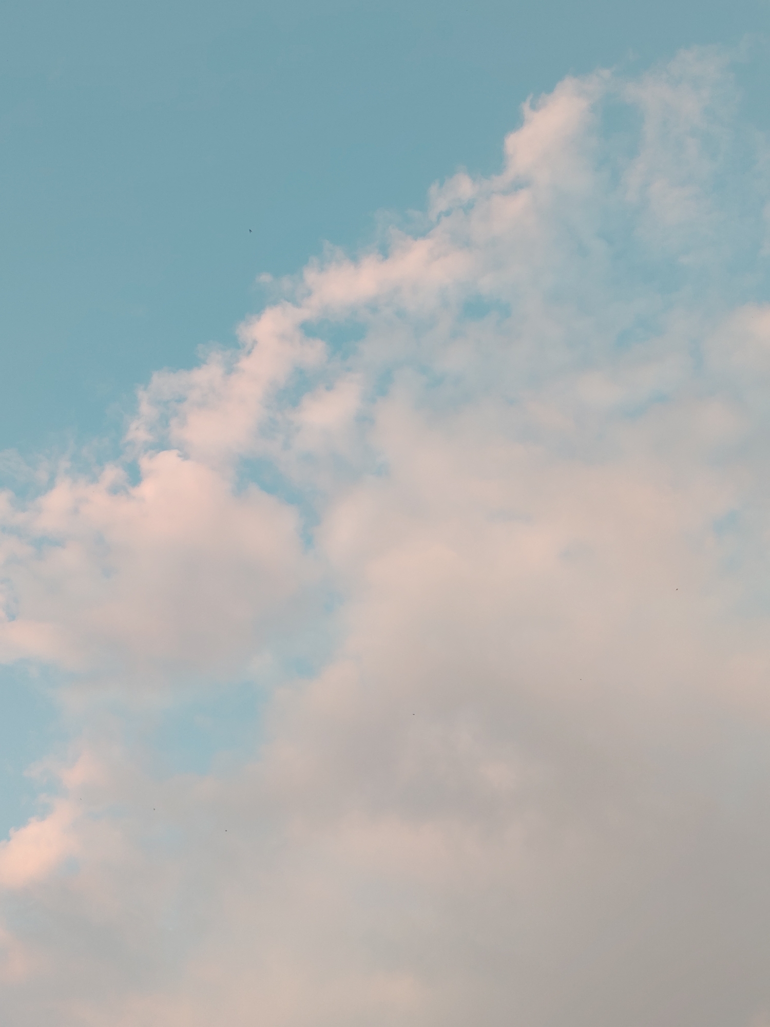 The image shows a clear blue sky with scattered pinkish-white clouds. The perspective is looking upwards, suggesting a ground-level view. There are several small, dark specks visible against the sky and clouds, which are likely birds or insects in flight. The lighting suggests it may be late afternoon or early morning, given the warm tones of the clouds. There is no identifiable urban or natural landscape visible, only the sky and clouds. The location in Noviy, Russia is not discernible from the image content itself.