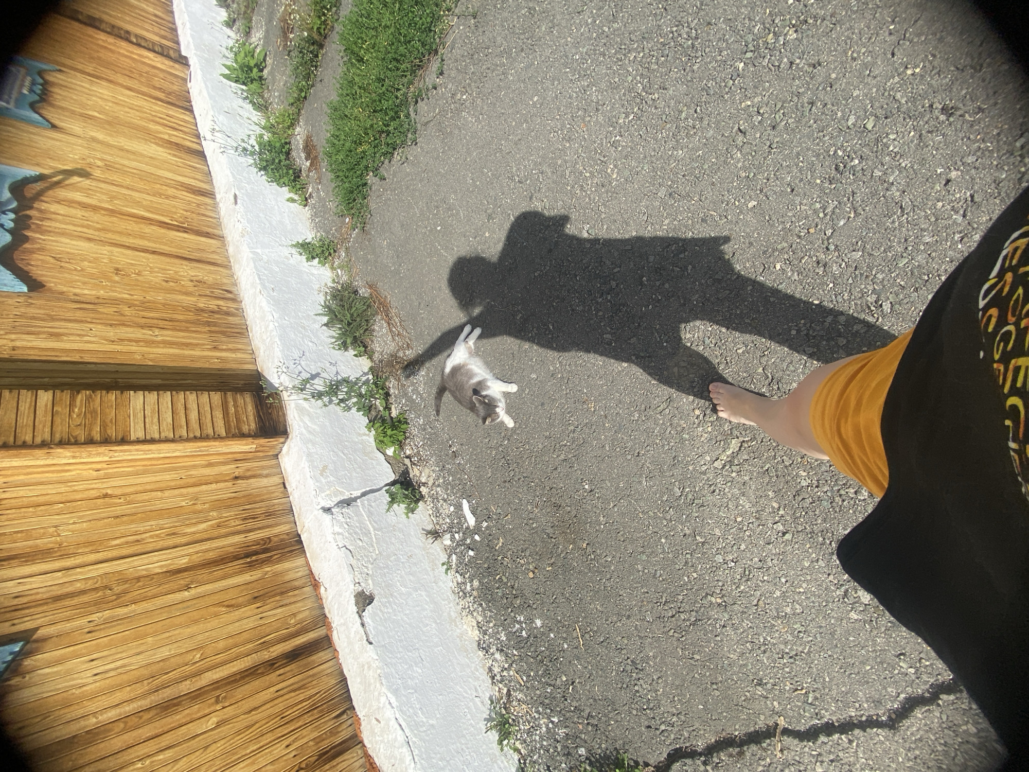 A low-angle, wide-shot, fisheye perspective shows a gray and white cat walking on a paved surface in front of a wooden fence. The cat is in the middle of the frame, facing left, with its tail raised. A shadow of a person is cast on the ground to the right of the cat, extending towards the foreground. The person is wearing a yellow skirt and a black shirt. The fence is made of vertical wooden planks and is painted white at the bottom. Green plants are growing along the base of the fence and on the paved surface. The scene appears to be outdoors on a sunny day.